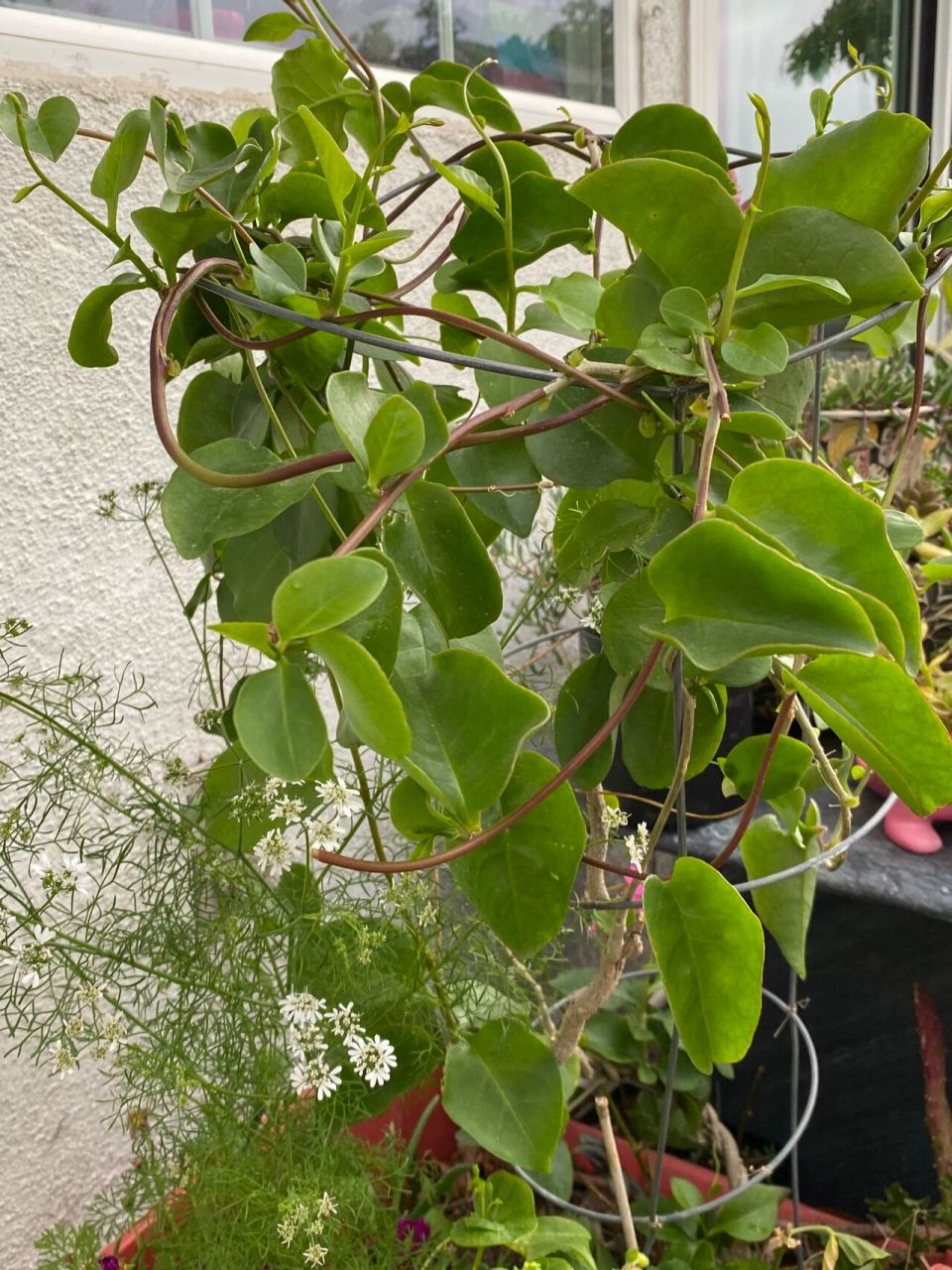 藤三七 有谁认识这个植物吃过的举手,它叫藤三七,叶子,藤上长出来的