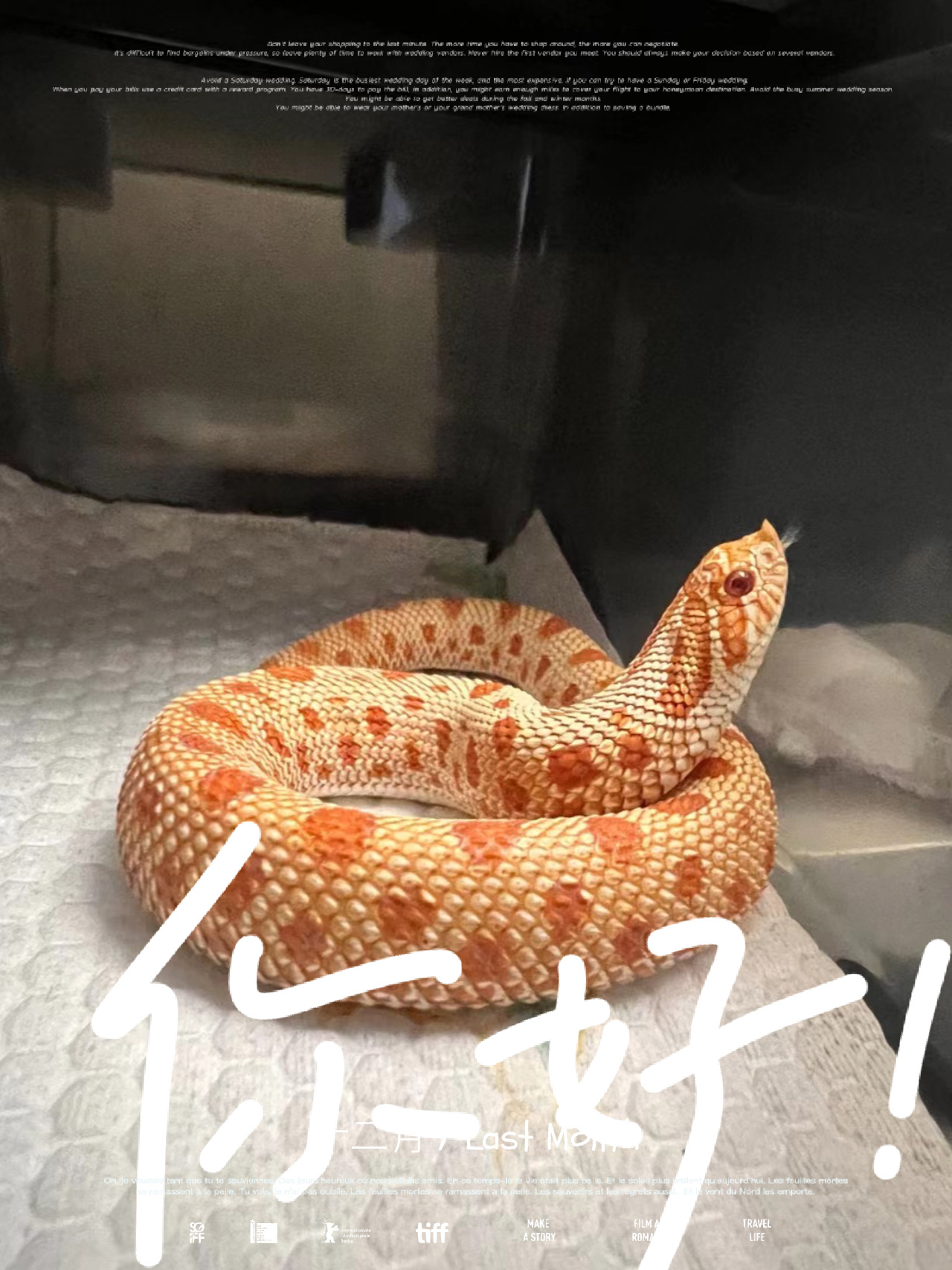 猪鼻蛇的绝美颜值       快来一只同款的可爱小猪猪吧,饲养简单温顺