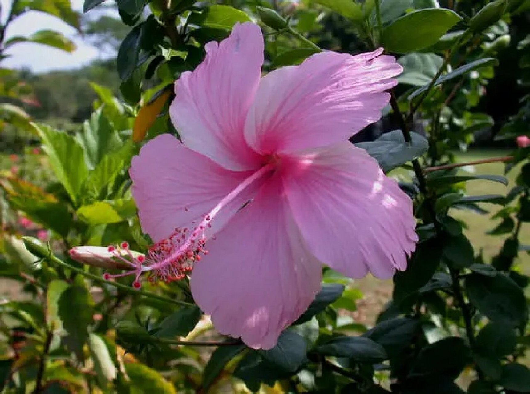 暗影/进化朱槿花精灵王.扶桑