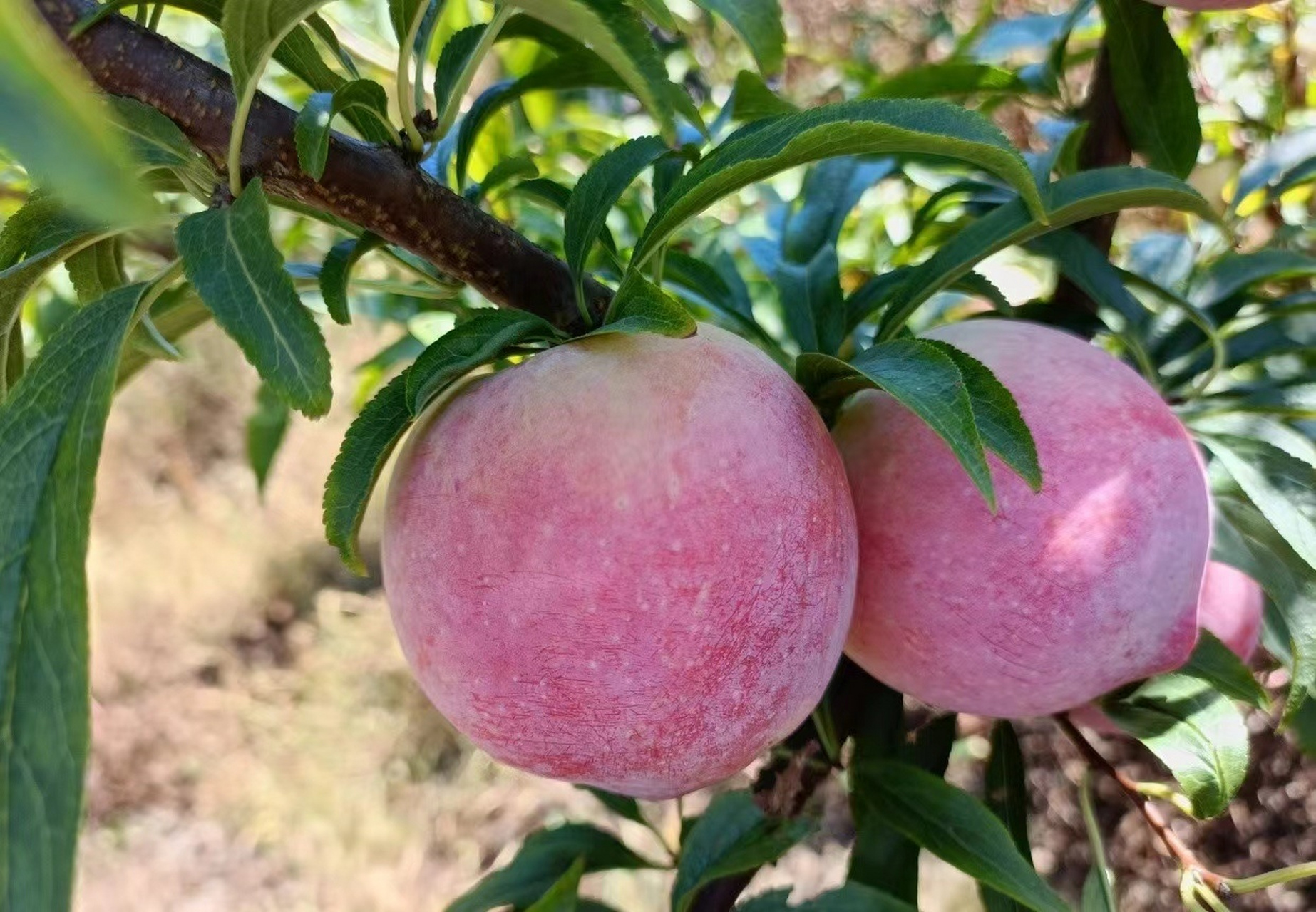 美颜桃李是桃和李子的杂交新品种,白里透红 "美颜桃李"是最新科研成果