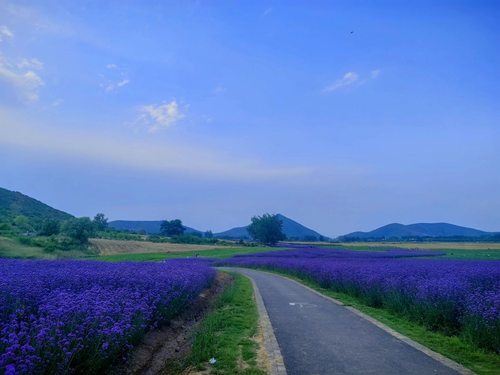 宿州周边游 西山花海 好大一个树屋乐园 周末的天气最高温度都到了