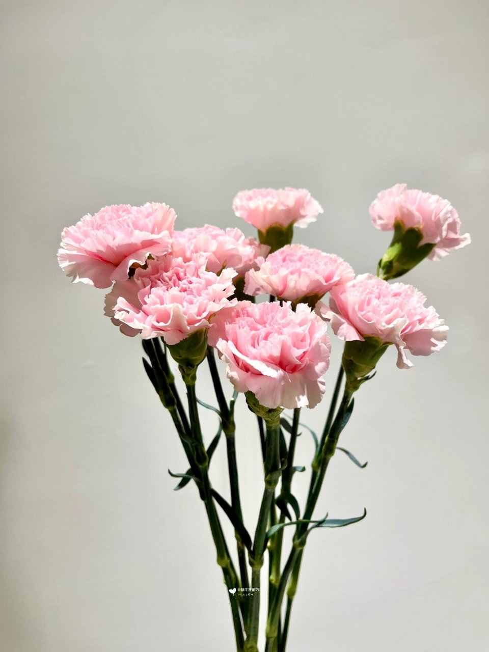 每天带你认识一种花材|粉佳人康 9494花材:粉佳人康乃馨 9494