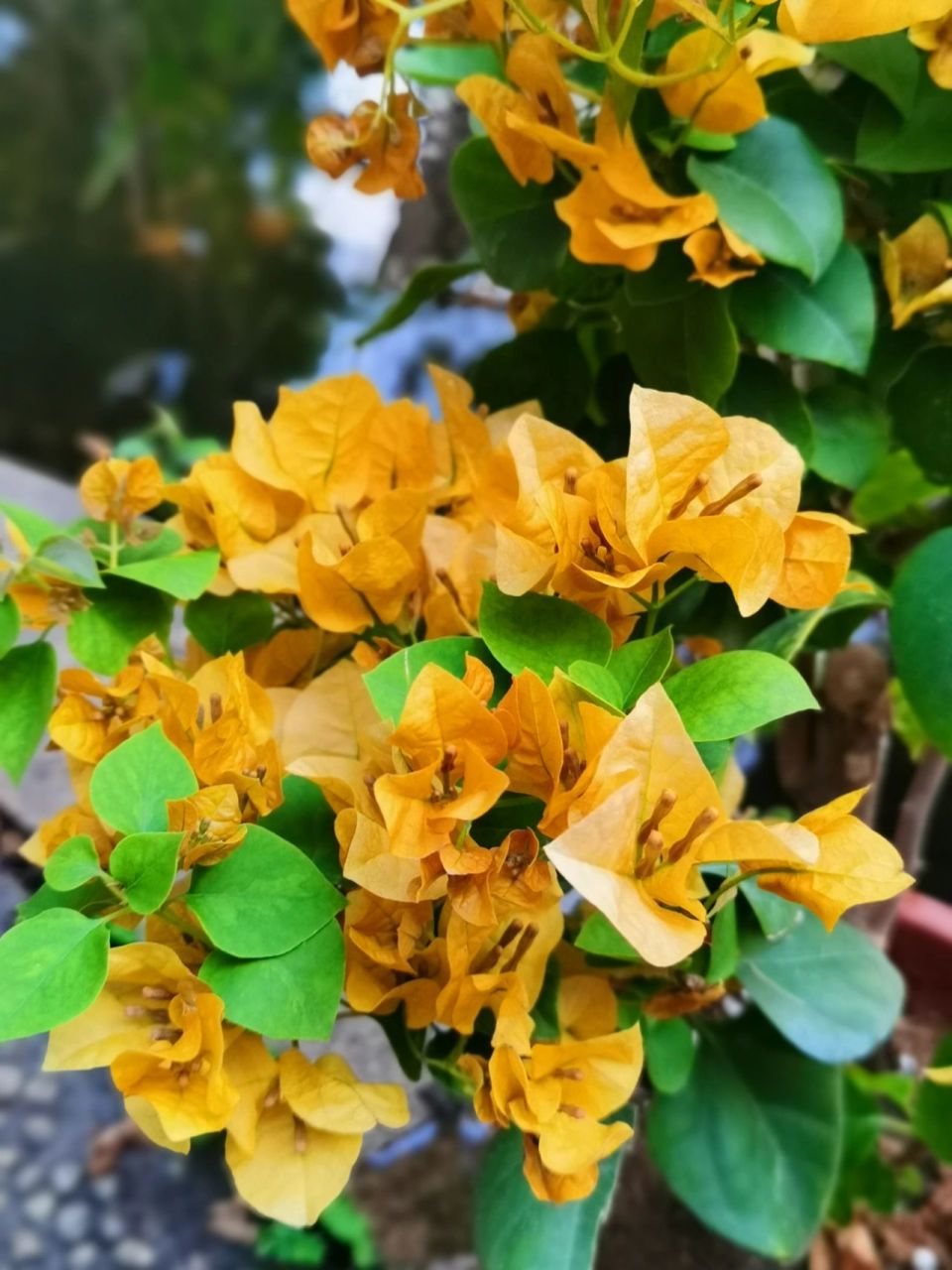 三角梅加州黄金与柠檬黄的对比 三角梅颜色太多,经常分不清.