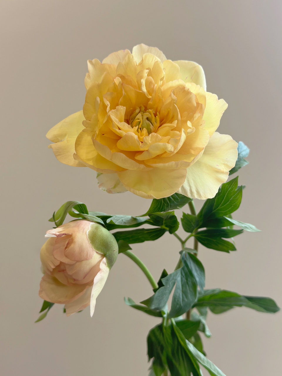 国产芍药|canary brilliants  温柔又治愈           	 伊藤芍药黄色