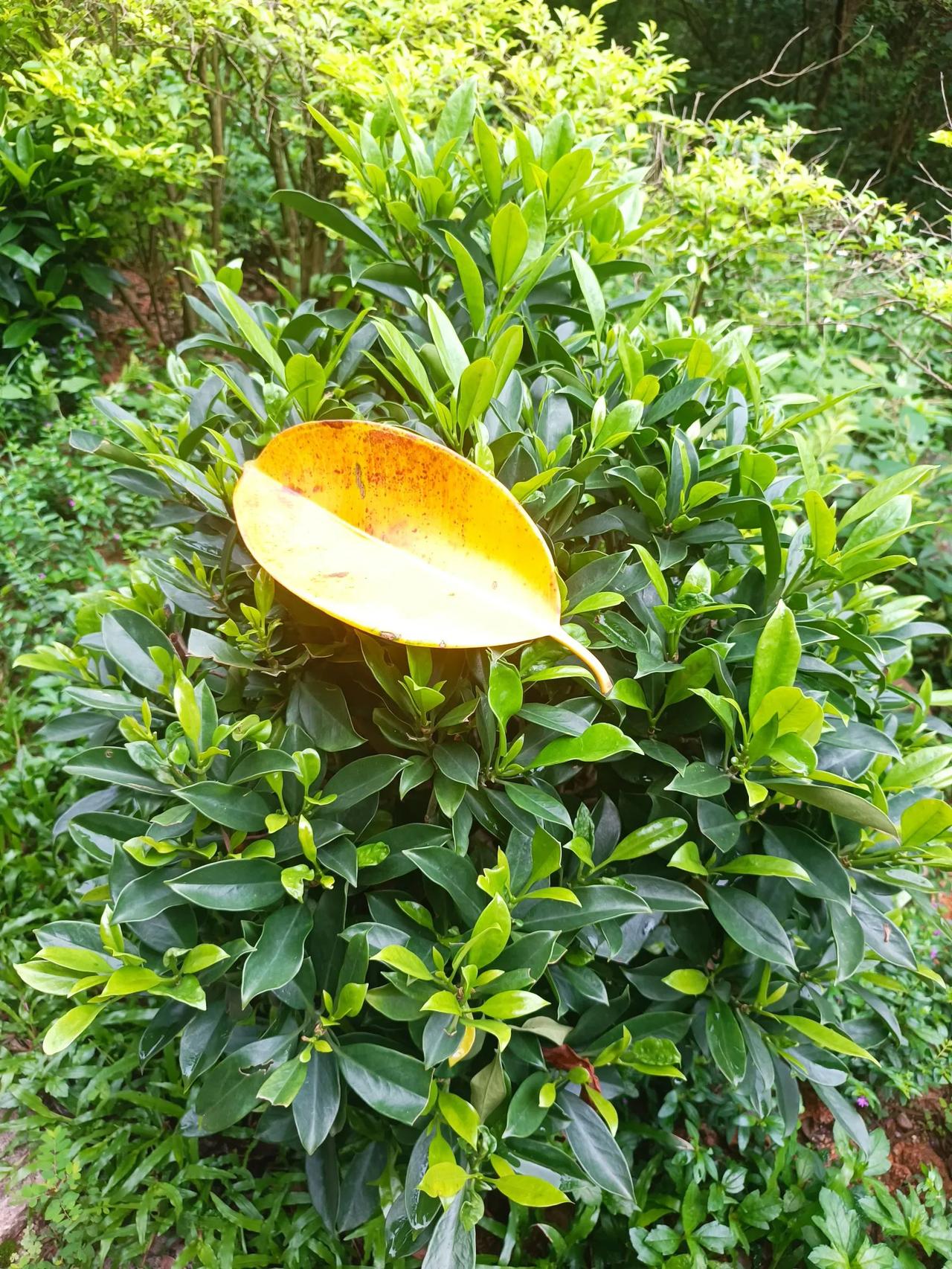 虽然打工也有好多年了,一直不喜欢聊职场的人和事,因