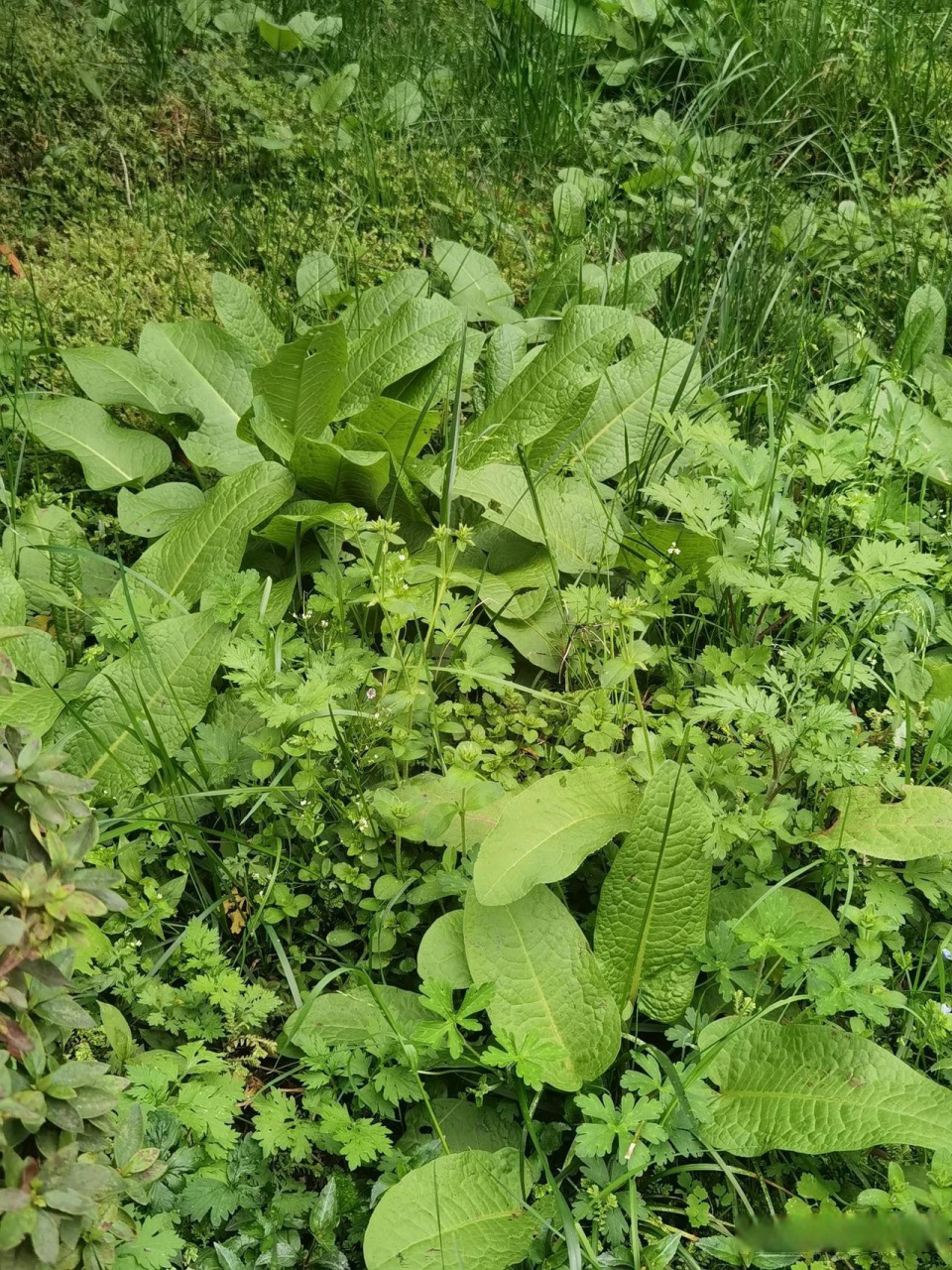 野菠菜图片