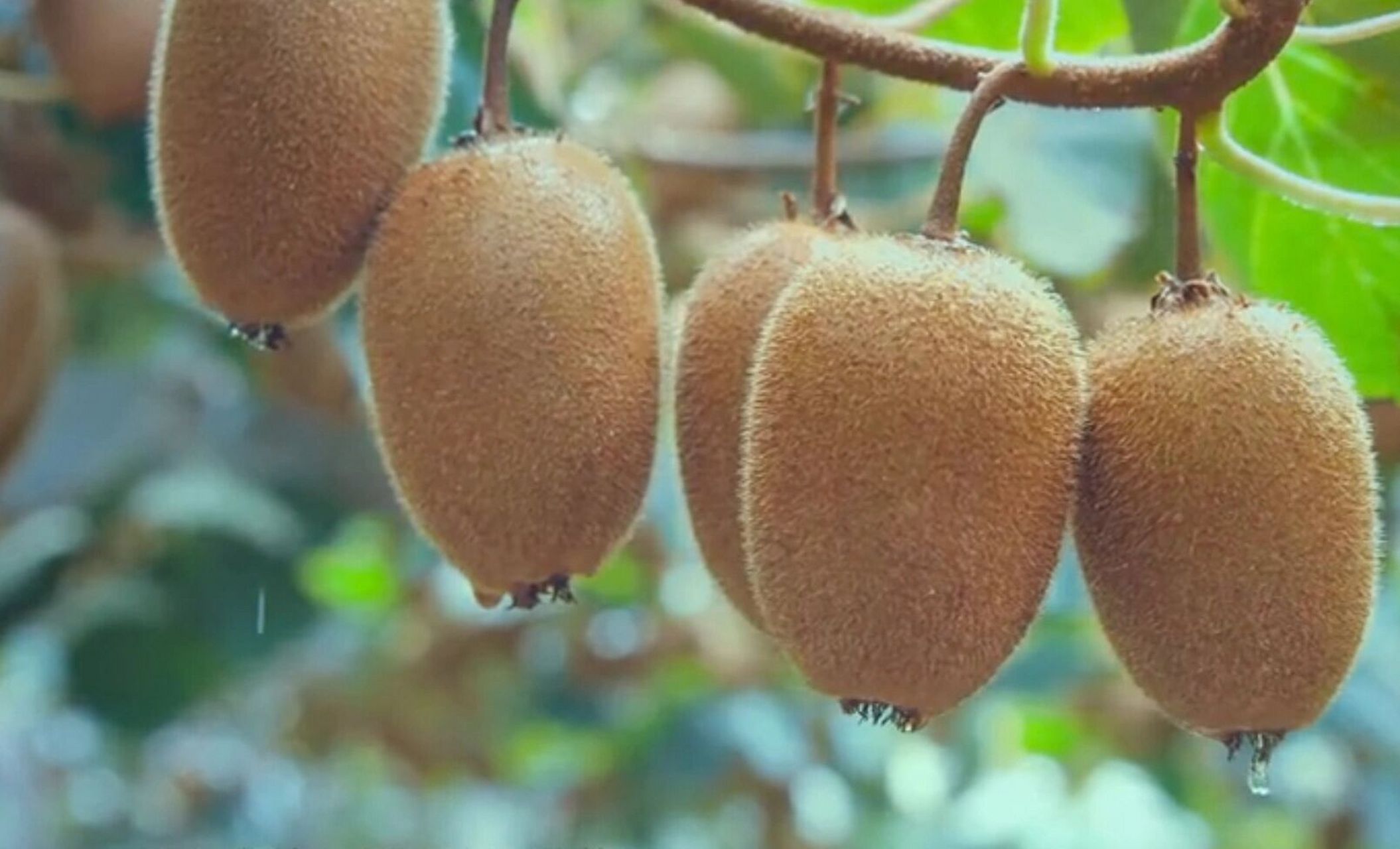 文案解读||:中华猕猴桃:我为中国水果代言! 🍃🍃原文: 现如今我们