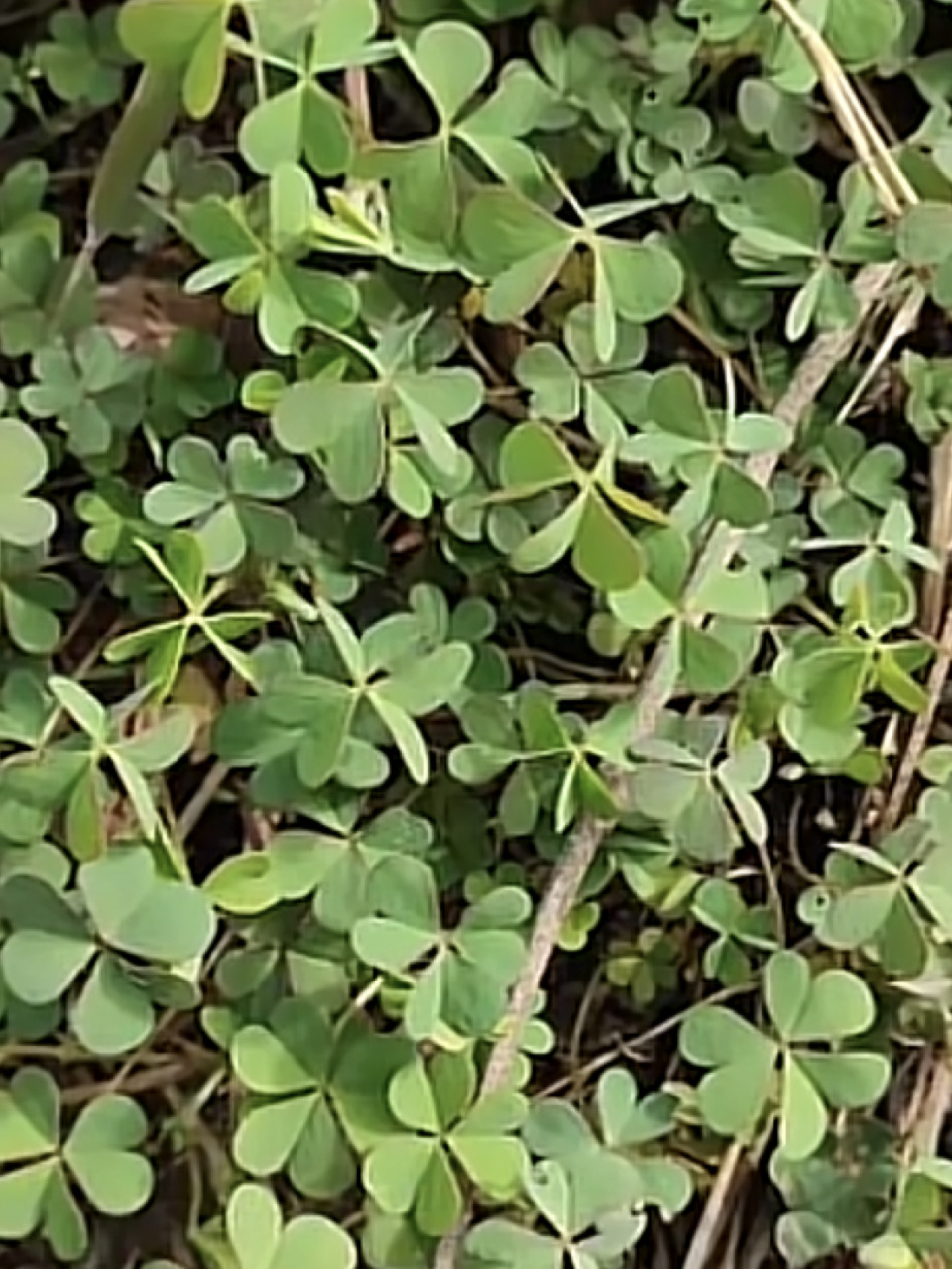 挖野菜～酸浆草 小时候吃过它的果实,酸酸的,长得像瓜子一样,我们就叫