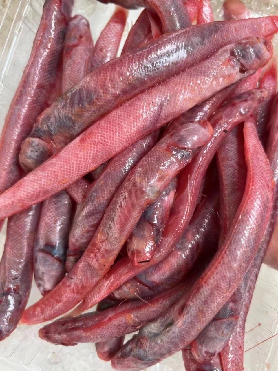红血鱼补血鱼 【野生红血鱼/赤岭鱼】 大条肥硕,活活速冻,全身通红通