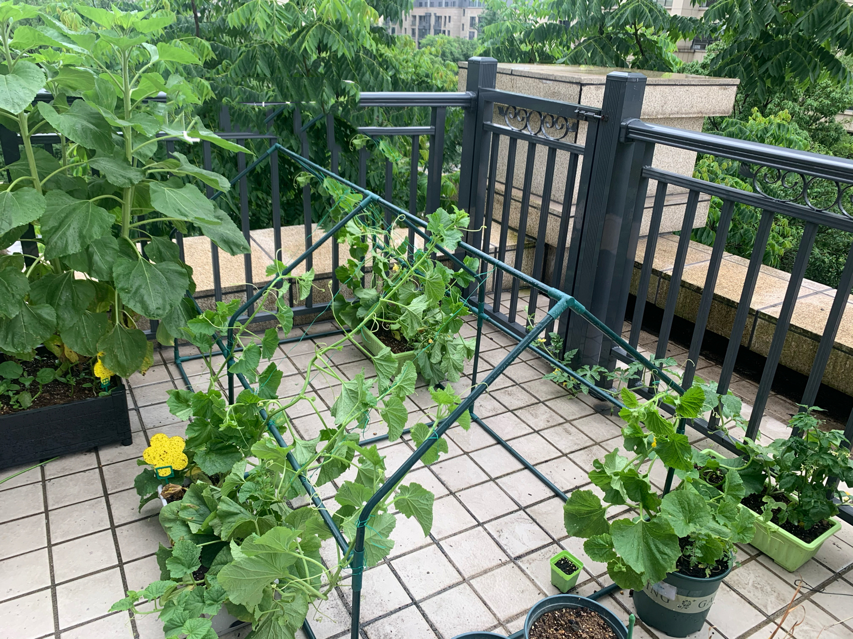 嘻嘻～给甜瓜们搭了架子 羊角蜜～绿宝石甜瓜～甜宝