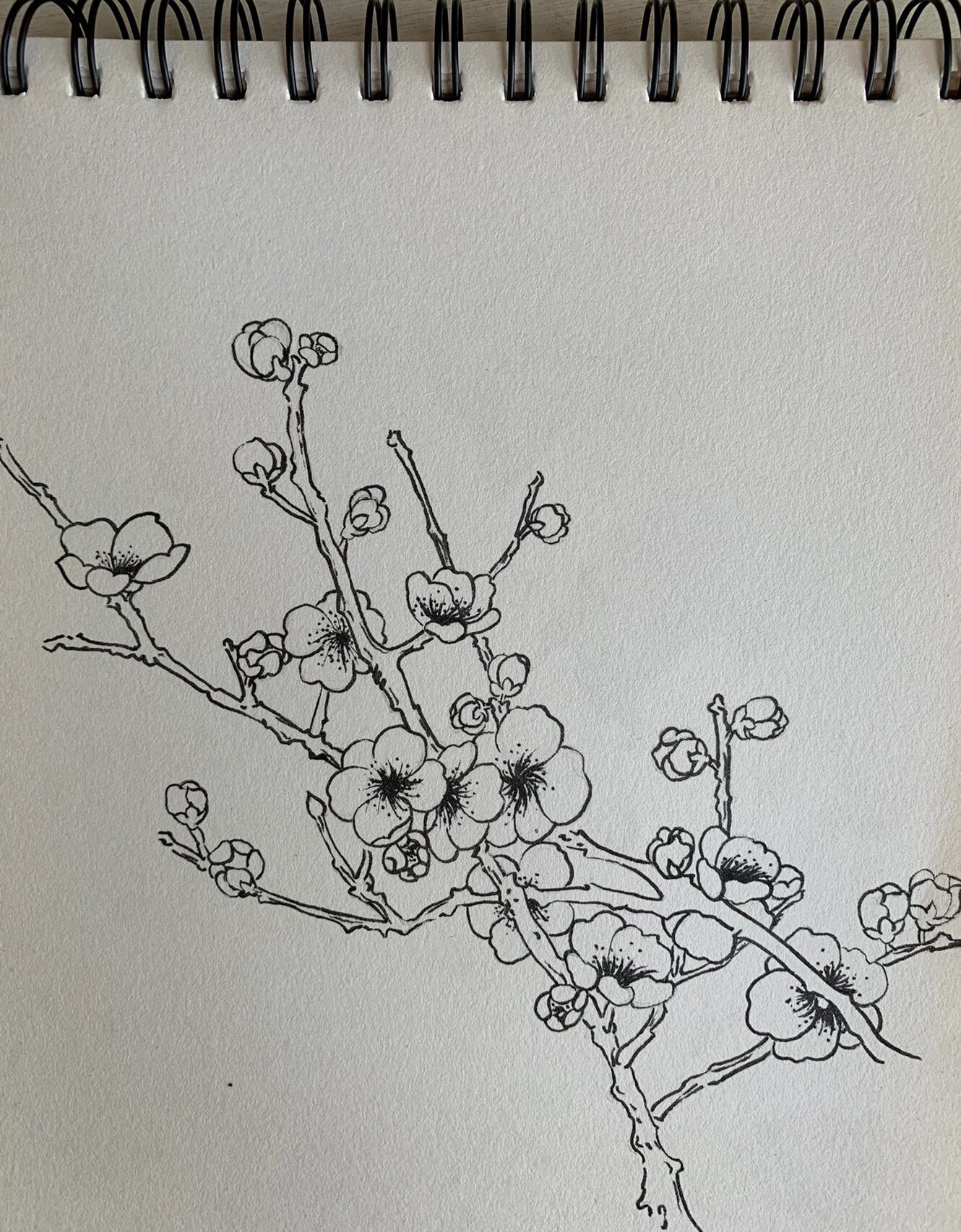 白描花卉|梅花