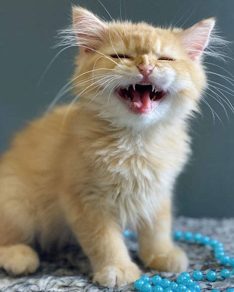 最爱笑的小猫咪!