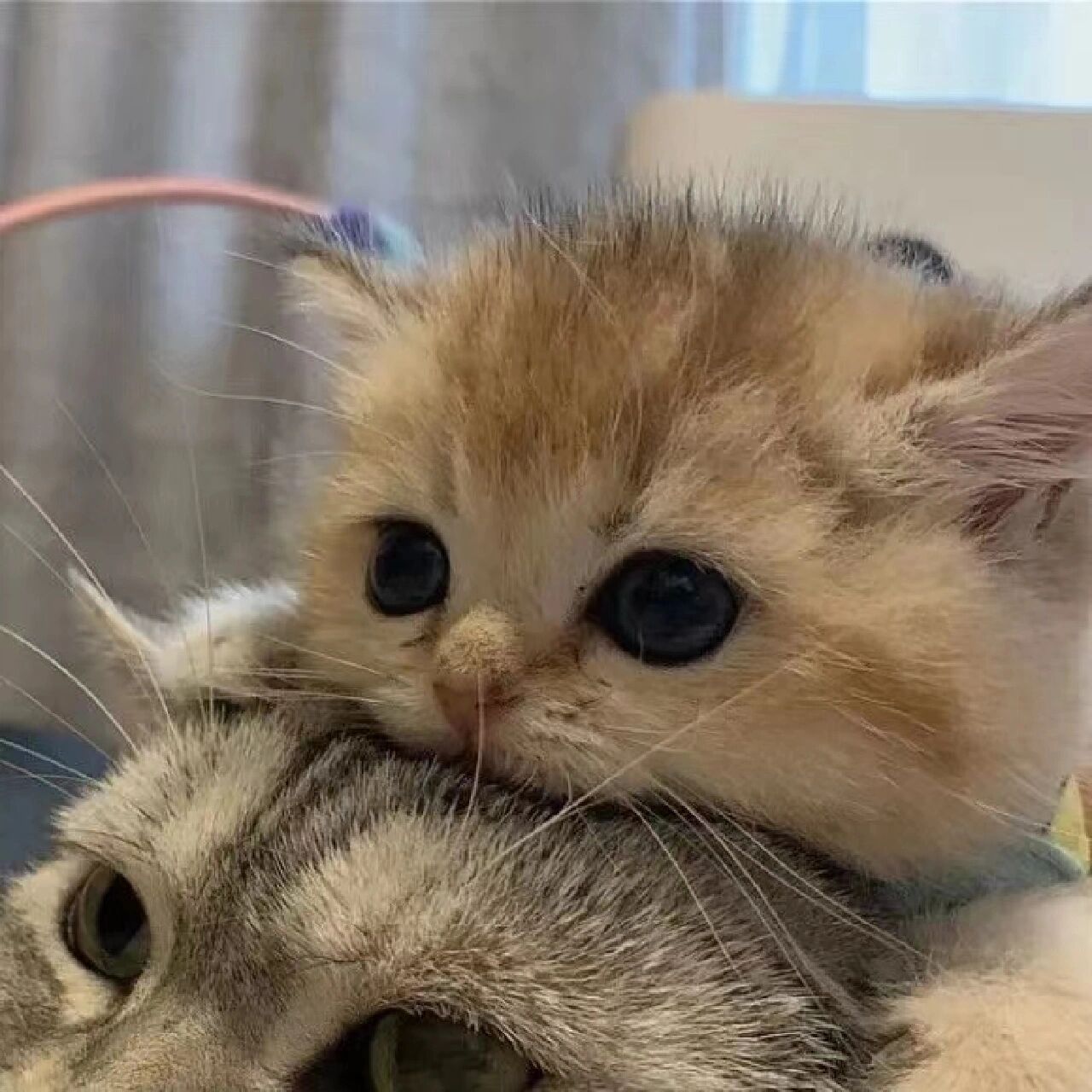 可爱06|猫咪情头|情侣头像| 做个乐观的女孩  保持热爱  永远热枕