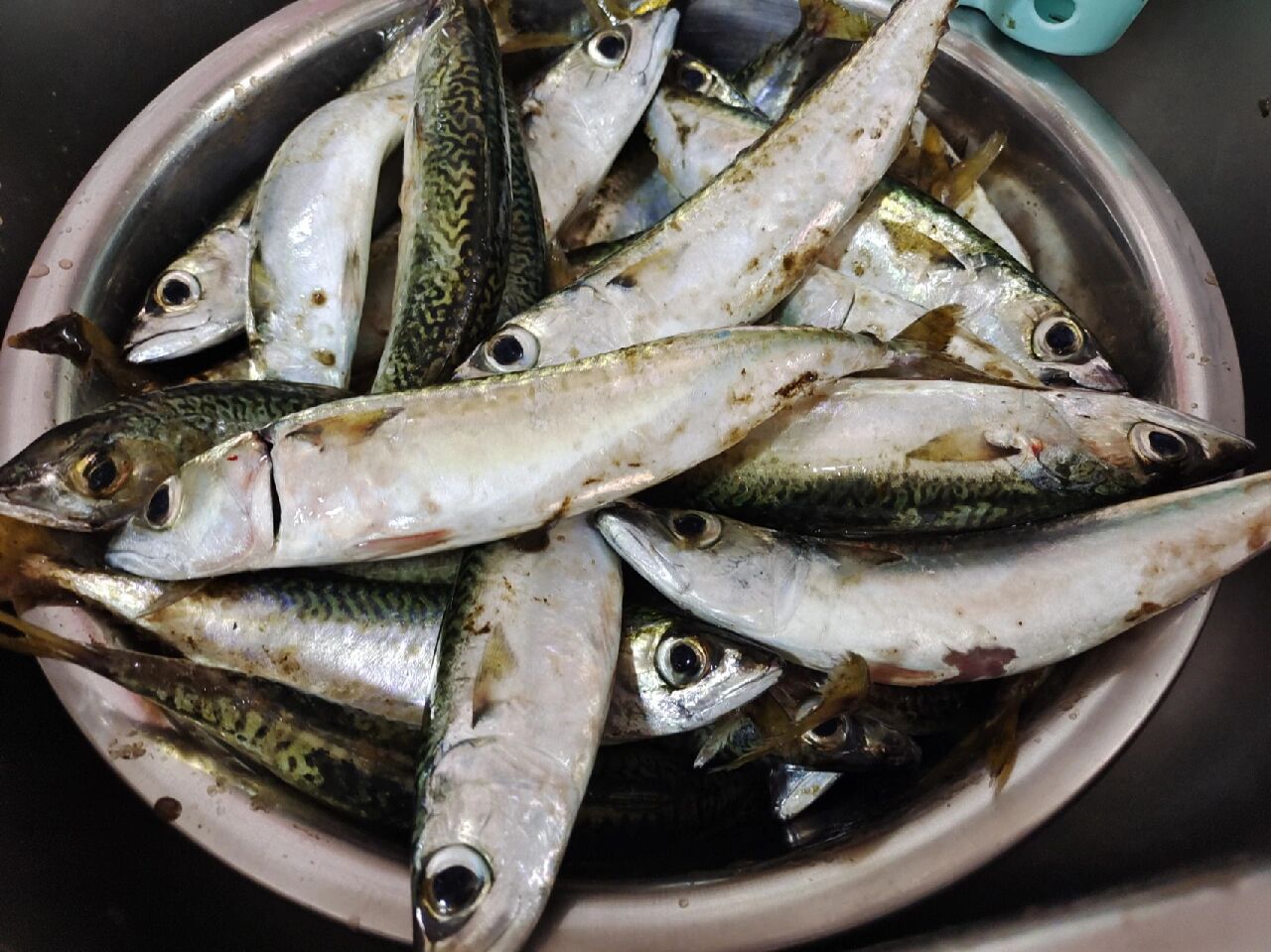 花鲅鱼自由啦,自己钓的鱼怎么吃都香