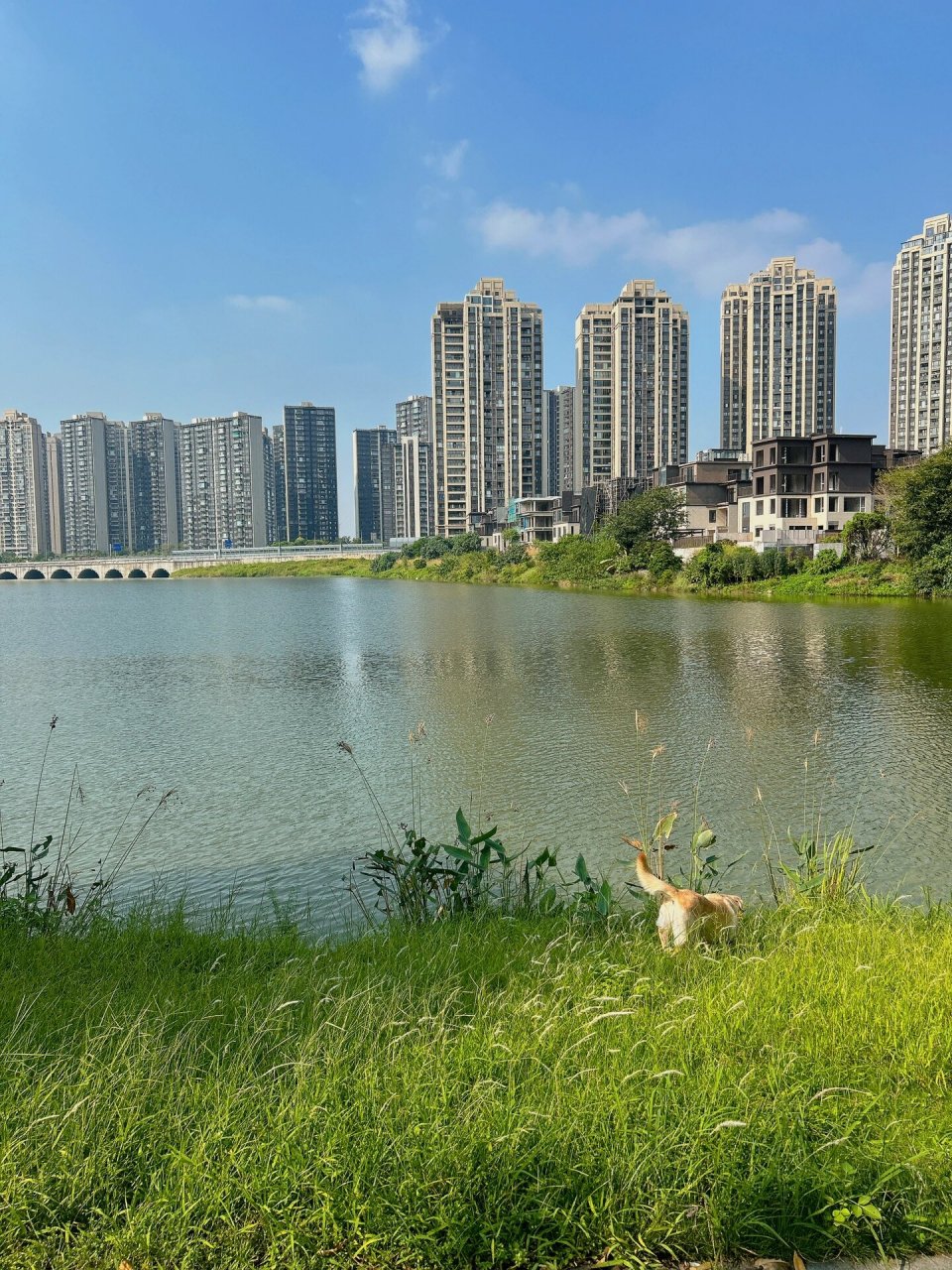 佛山适合遛狗的好地方绿岛湖湿地公园97 秋日 蓝天 绿地 周六 带上