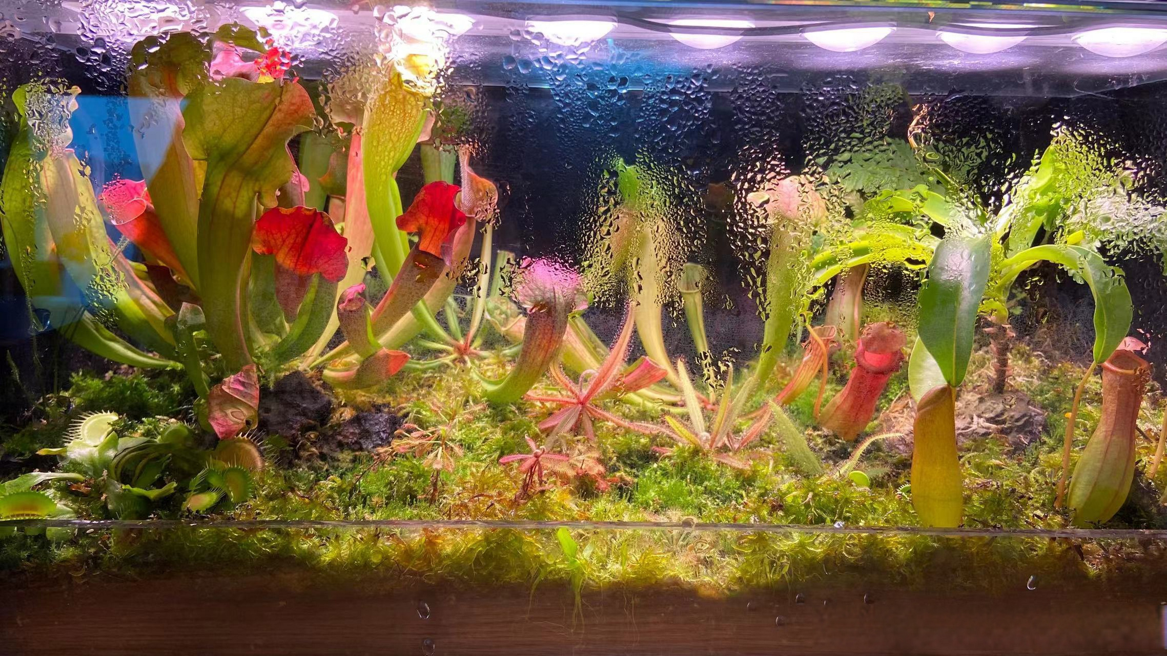 食虫植物##植物##园艺##慢生活# 这口食虫植物水陆生态缸 两年啦