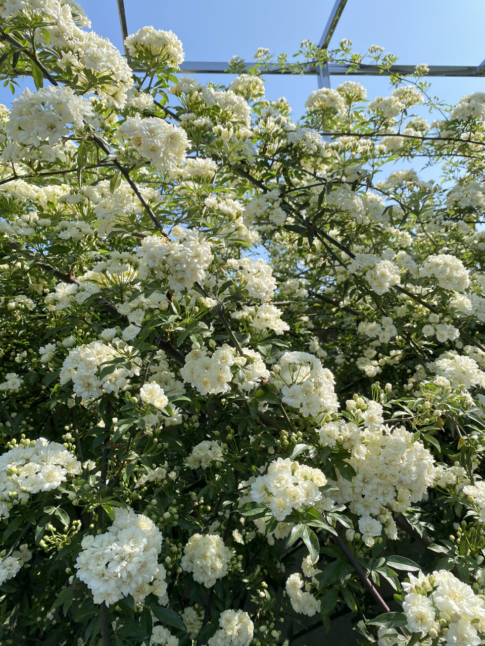 一年一度的花期 我的白木香三年已经长这么大啦!