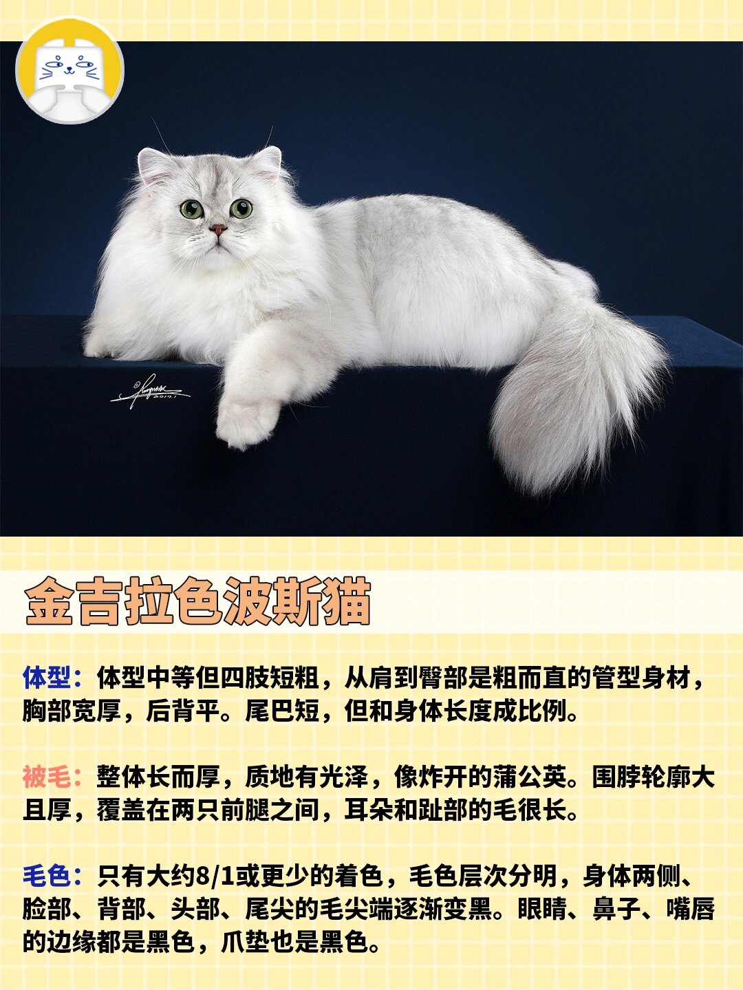 金吉拉猫崽的变色过程图片