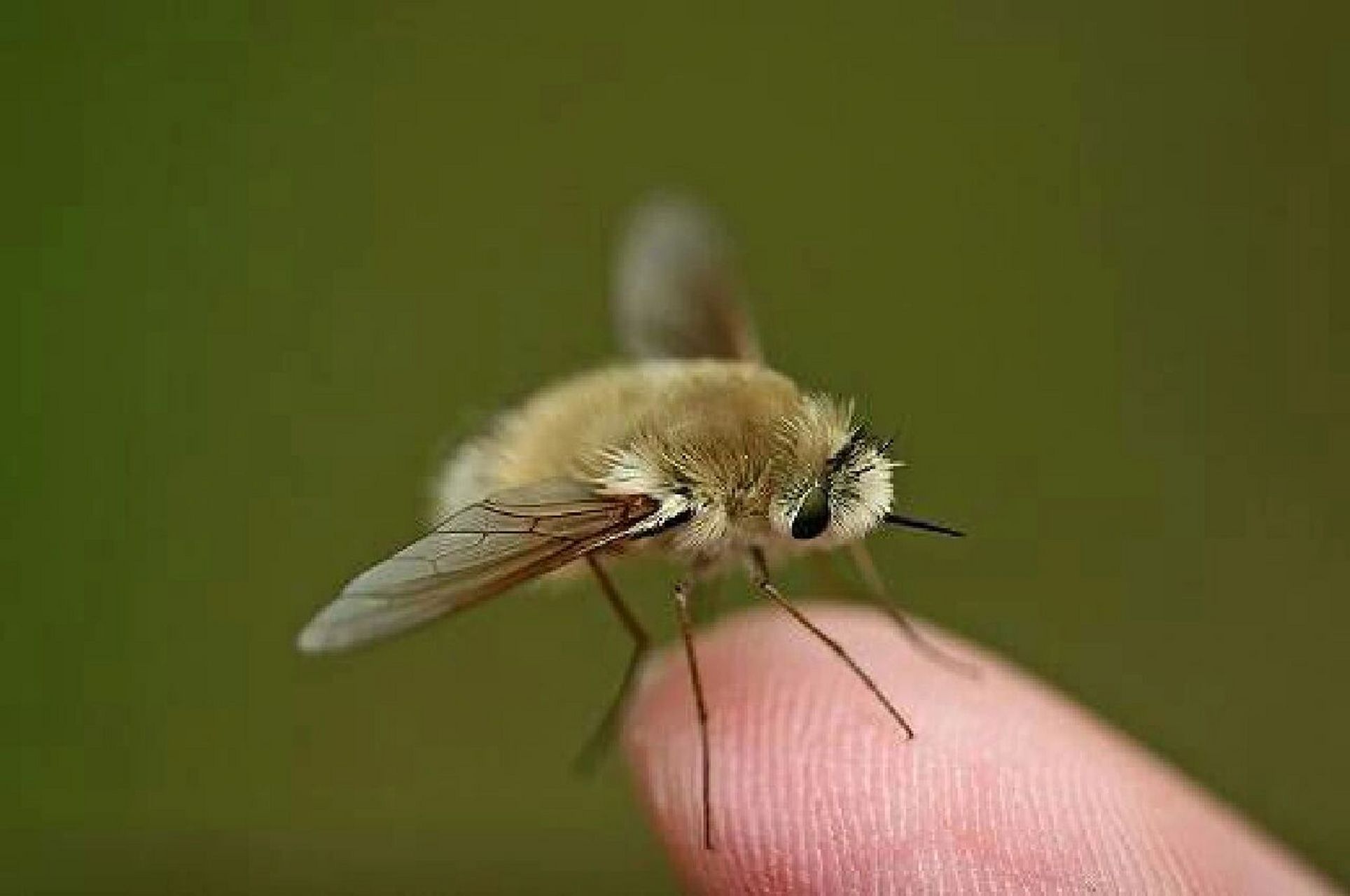 萌萌的生物——安蜂虻 安蜂虻(停歇状态) 安蜂虻隶属于双翅目短角亚目