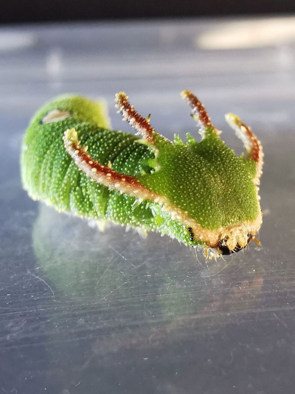 我是一条小青龙 白带螯蛱蝶