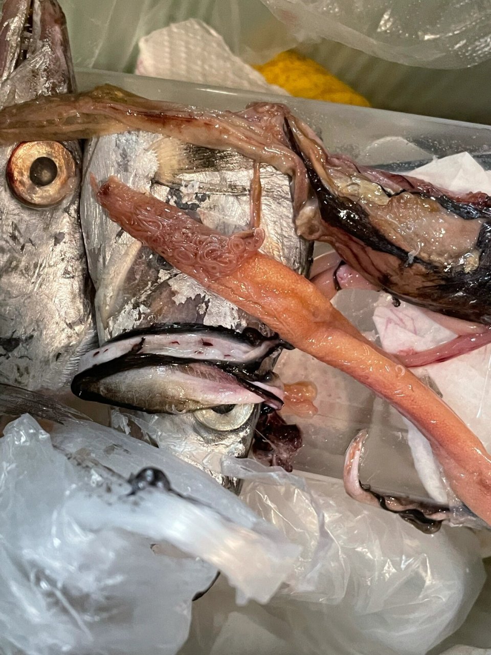 带鱼有寄生虫还能吃么 买了两条冷冻带鱼准备做干炸带鱼,收拾到第二条
