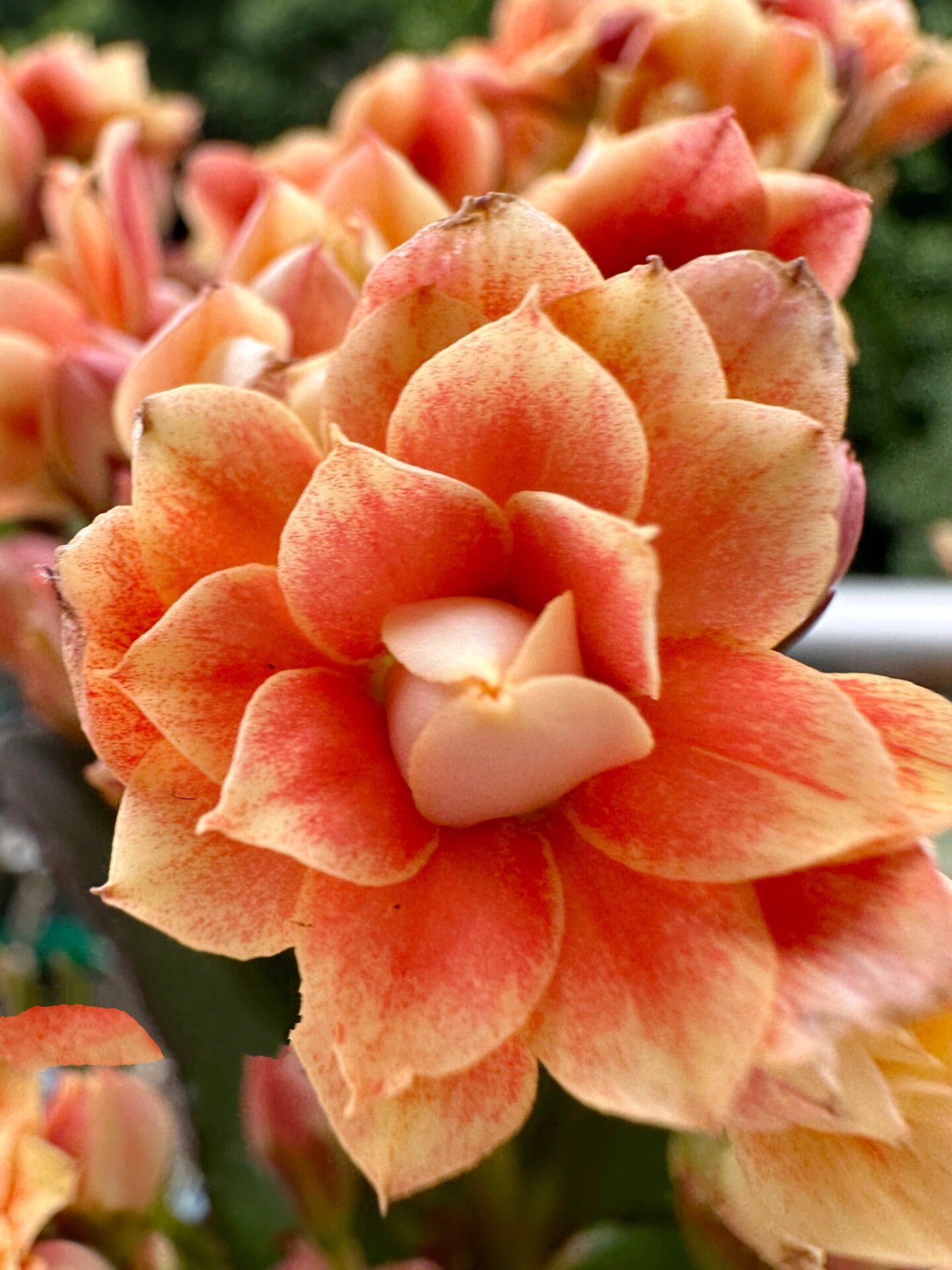 长寿花 极光 是不是还有一个名字叫橙色极光变色呀?