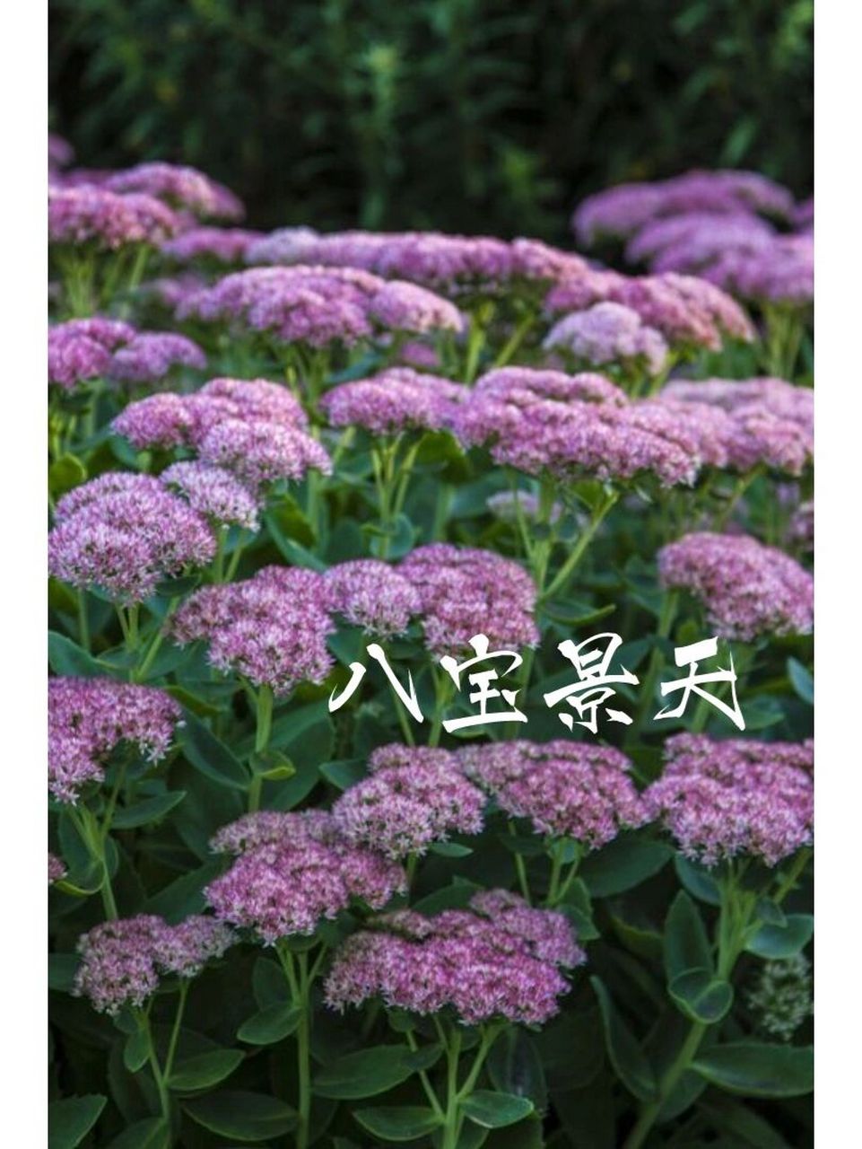 识花|八宝景天 97多年生草本植物,根块葫芦卜状,茎直立h30-70cm,不
