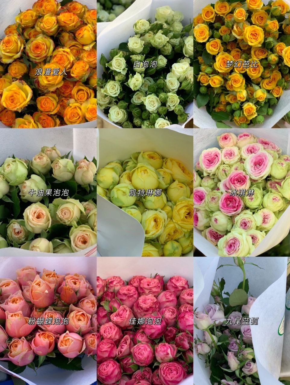 我又来给宝子们分享基地的泡泡玫瑰啦. - 泡泡玫瑰花语分享: 1.