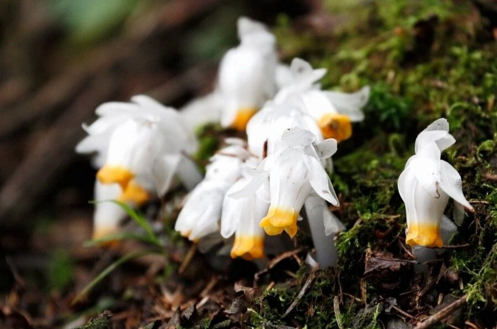 水晶兰真不错 花题材: 死亡之花—水晶兰 花语: 真诚无害,脆弱无城府.