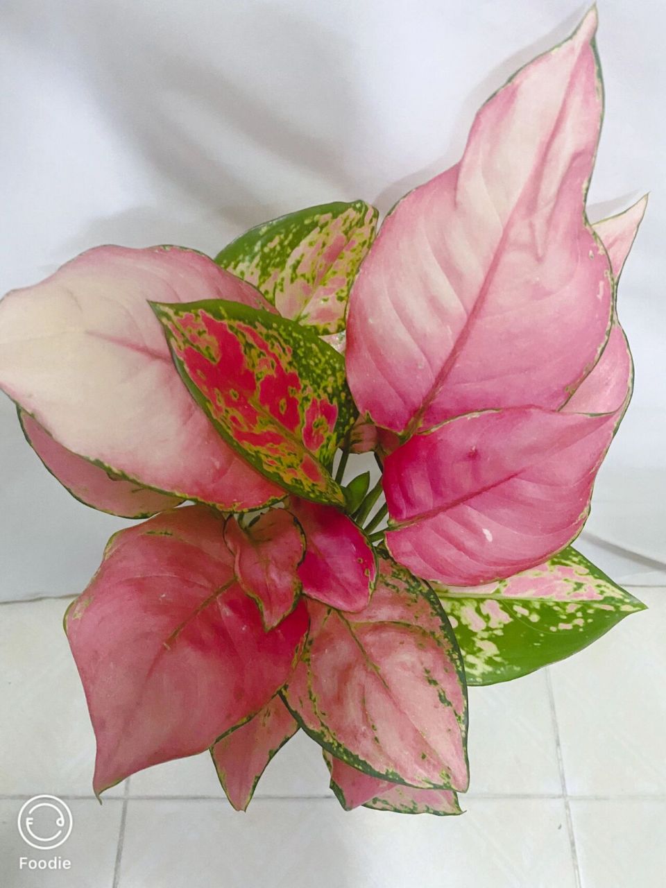 99吉丽红介绍 吉利红是天南星科广东万年青属红叶观叶型植物,它是