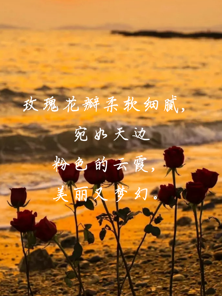 玫瑰花比喻句三年级 玫瑰花开放时,就像一位优雅的舞者,在微风中轻轻