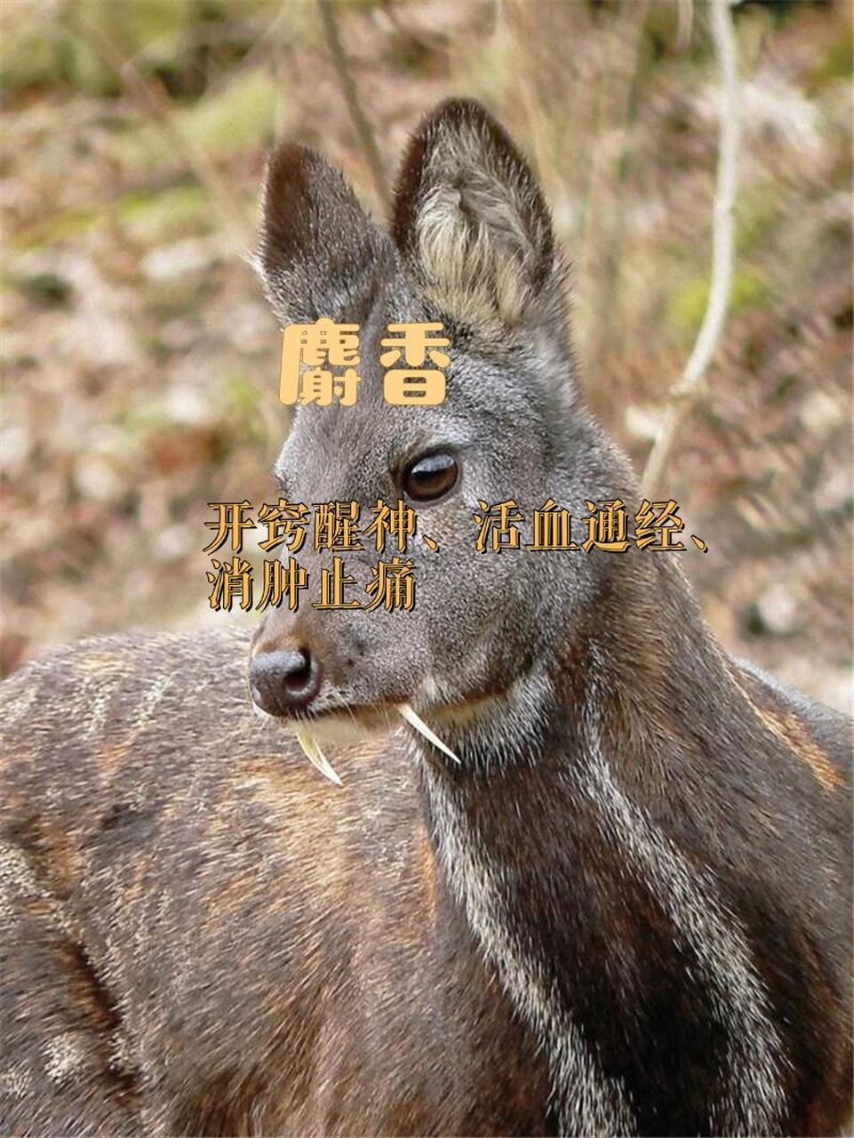 野生麝多在冬季至次春猎取,猎后割取香囊,阴干,习称"毛壳麝香";剖开