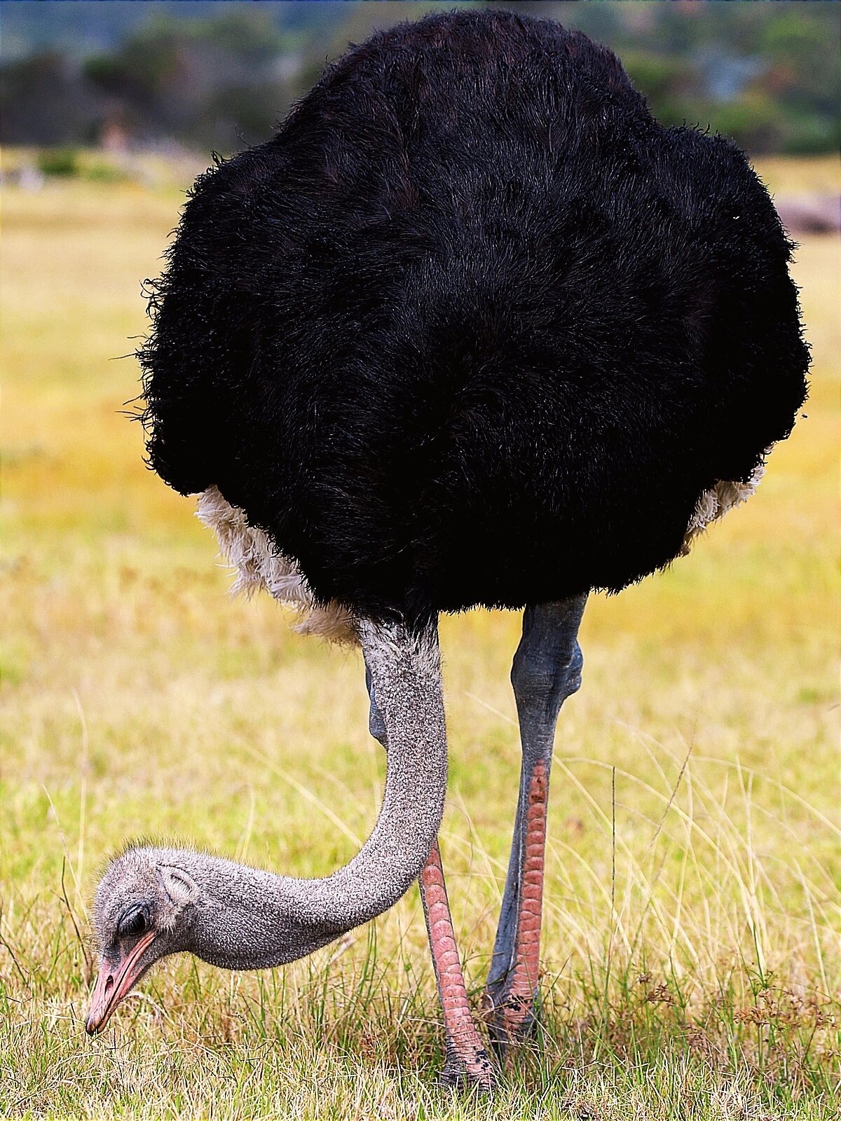 动物系列写生素材 | 大自然中的野生鸵鸟