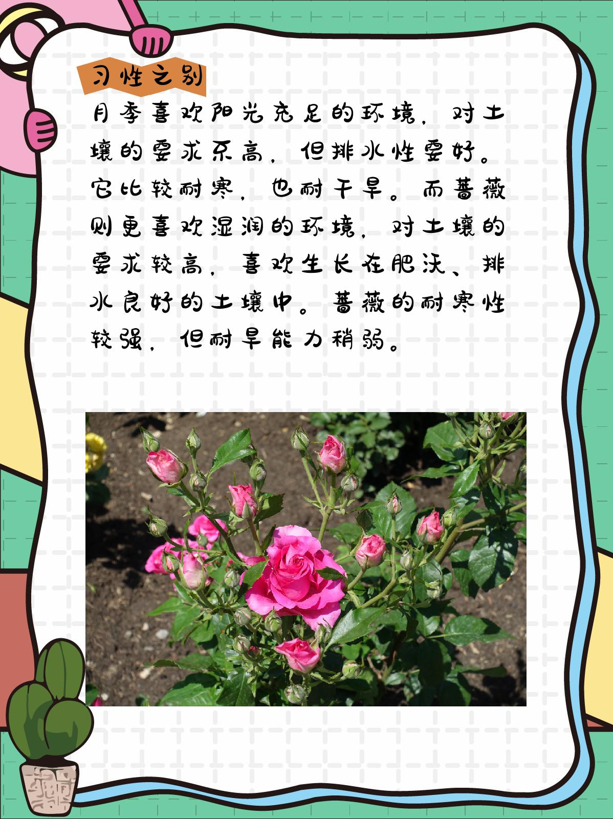 月季和蔷薇的区别