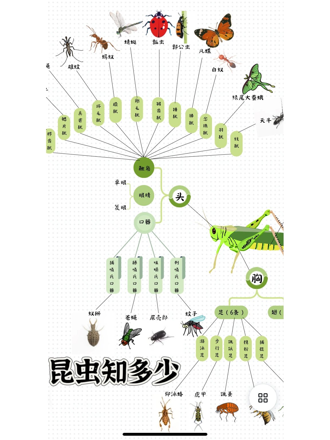 5个昆虫的思维导图图片