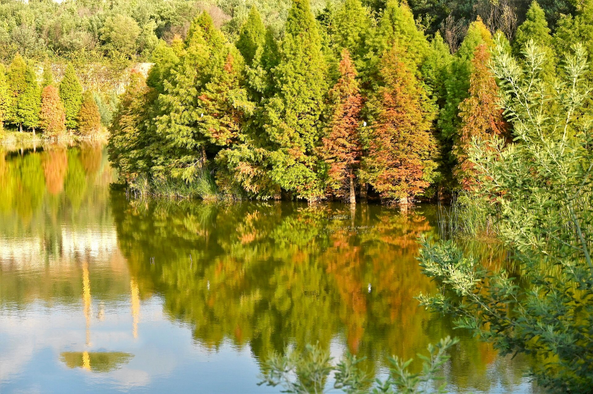秋色|昆明果林水库水杉开始换秋装94 # 	 位置: 	 昆明市经开区果林
