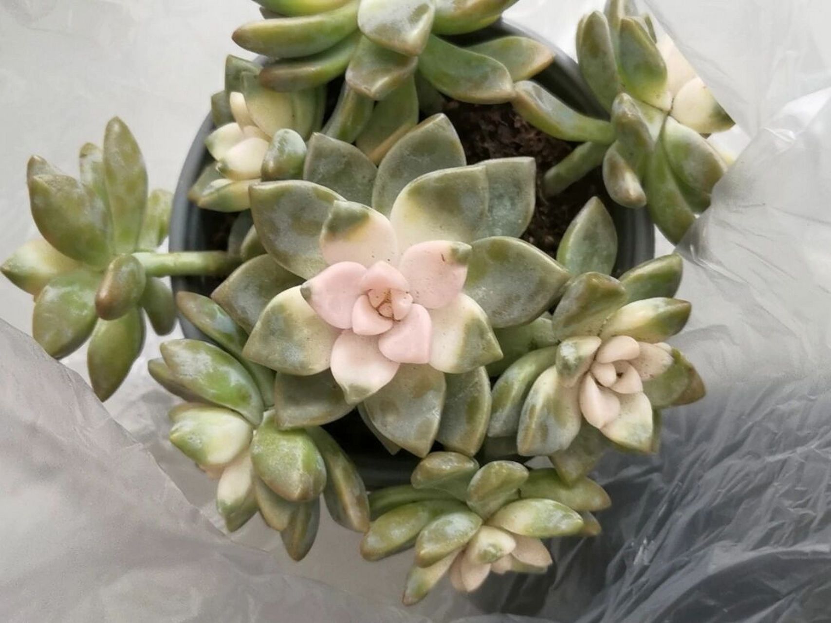 抖音上买的一盆多肉叫樱花锦, 图一是到货是的样子,确实很漂亮, 图二