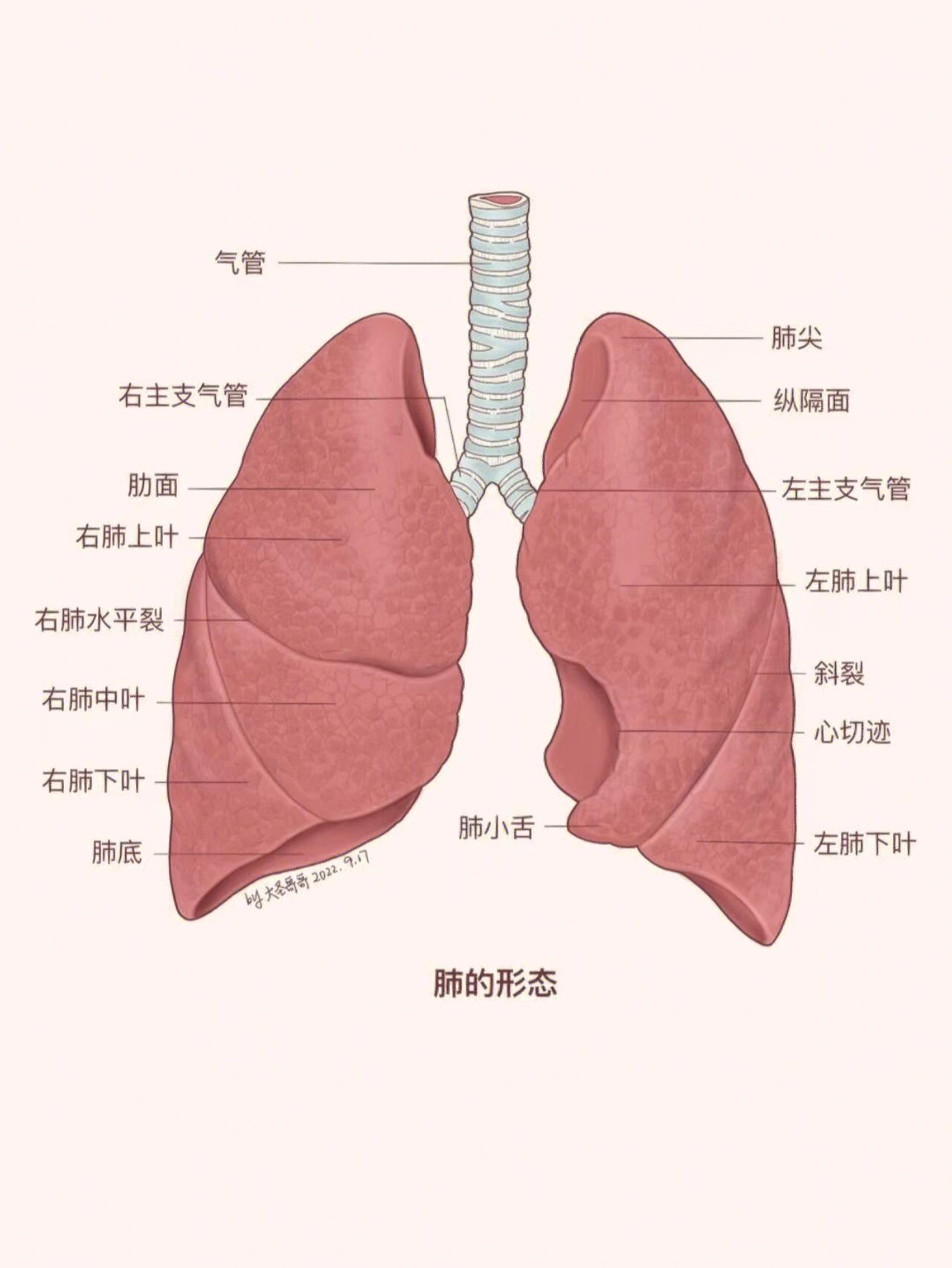 正常的肺门图片大全图片