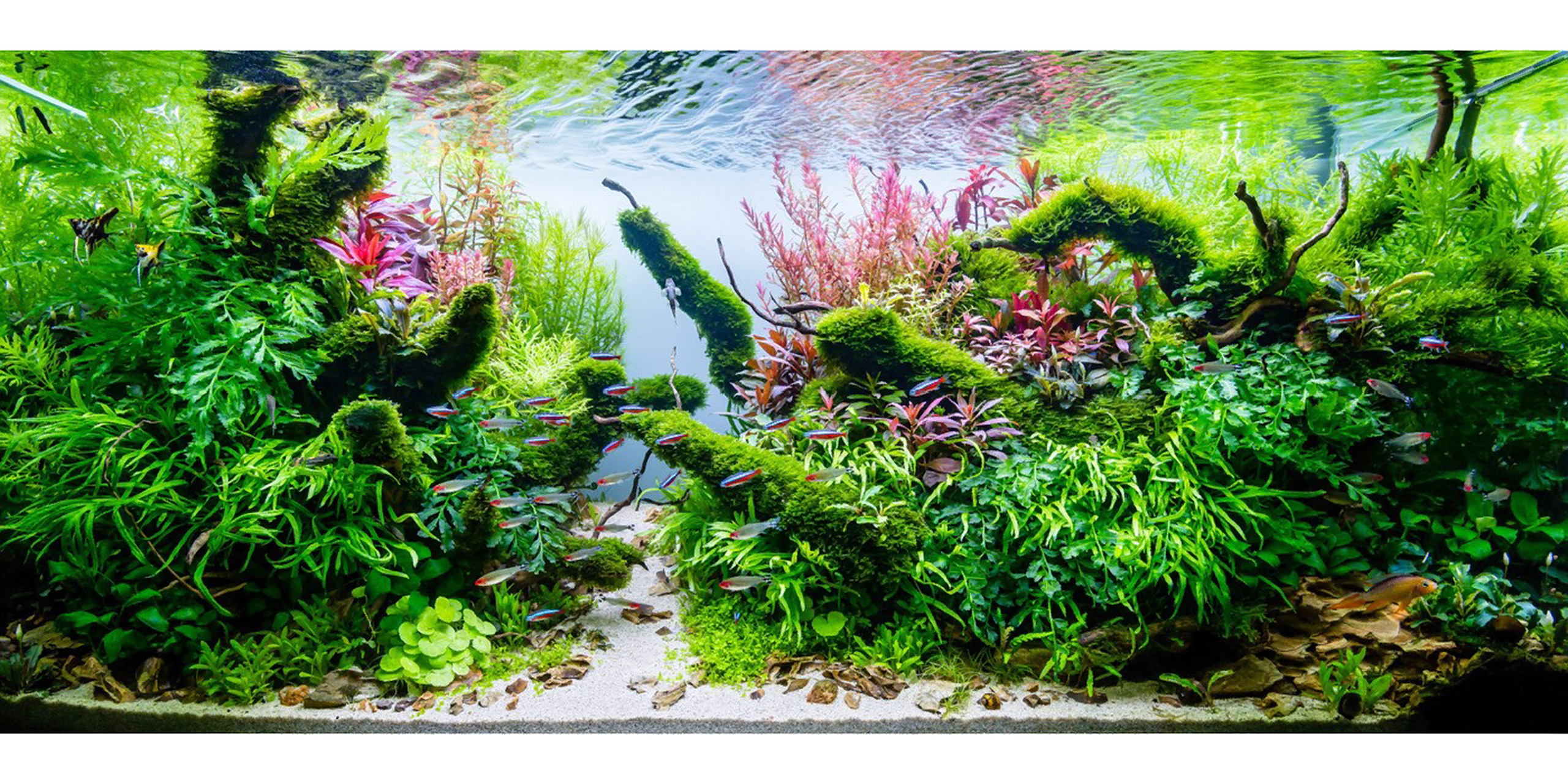 开缸造景|每天介绍一种水草(水罗兰) 异叶水蓑衣,别名水罗兰,学名hygr