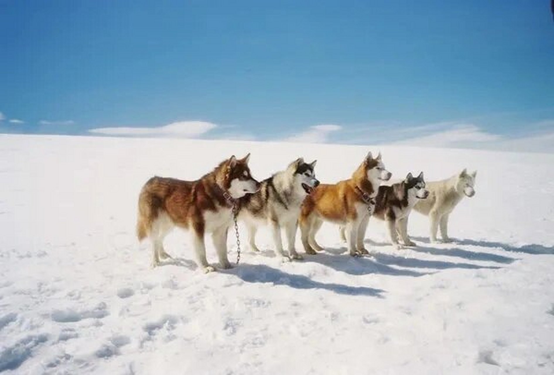 哈士奇雪橇犬电影图片