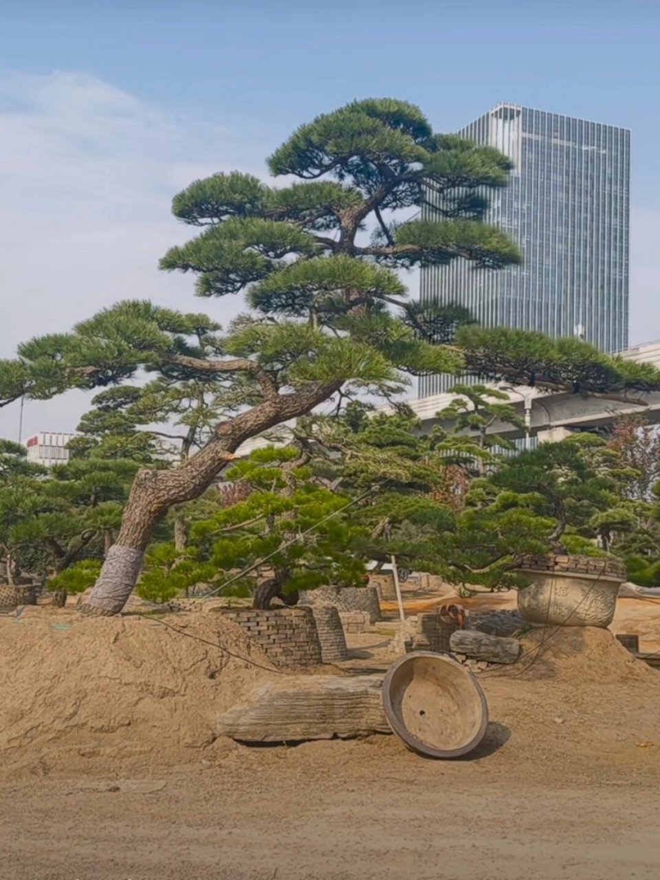 黑松景观树高5.5米冠6.8米
