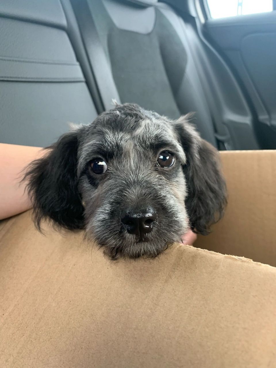 灰泰迪?雪纳瑞?串串?傻傻分不清楚 沾沾4个月26cm肩高5.