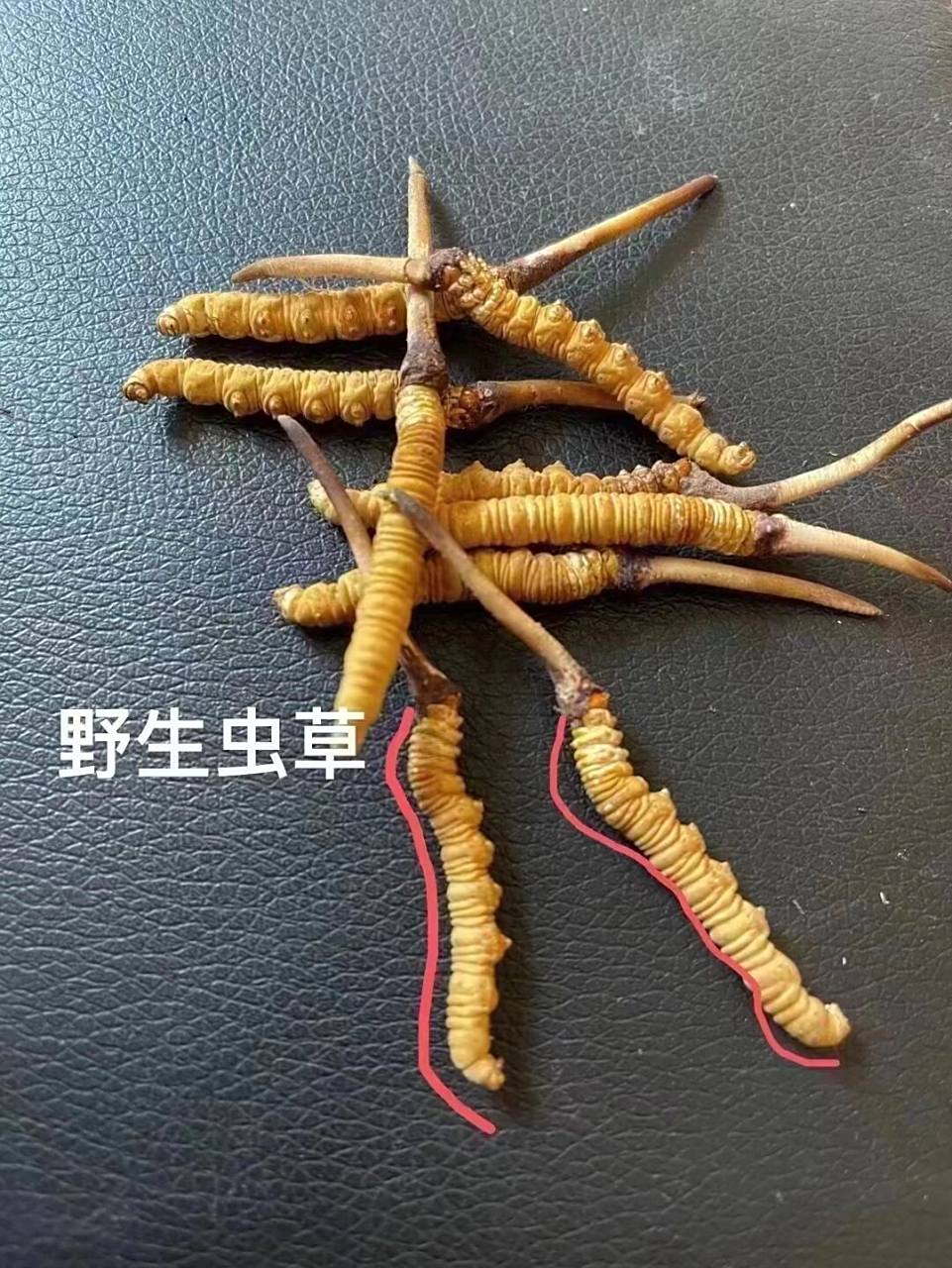 一张图带你了解真假虫草