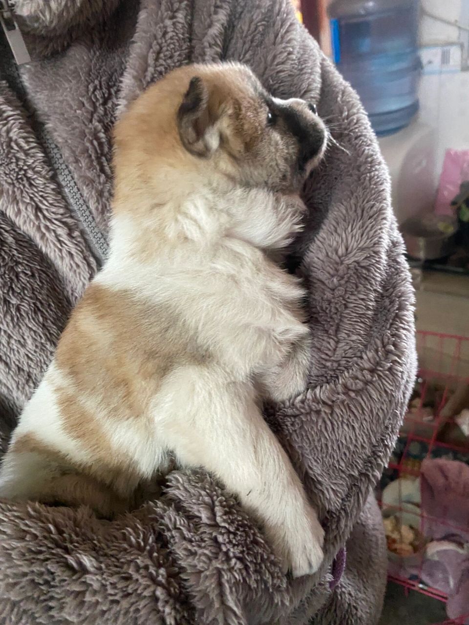 好可爱的小土狗06 是一只小花狗!真的好可爱哦!