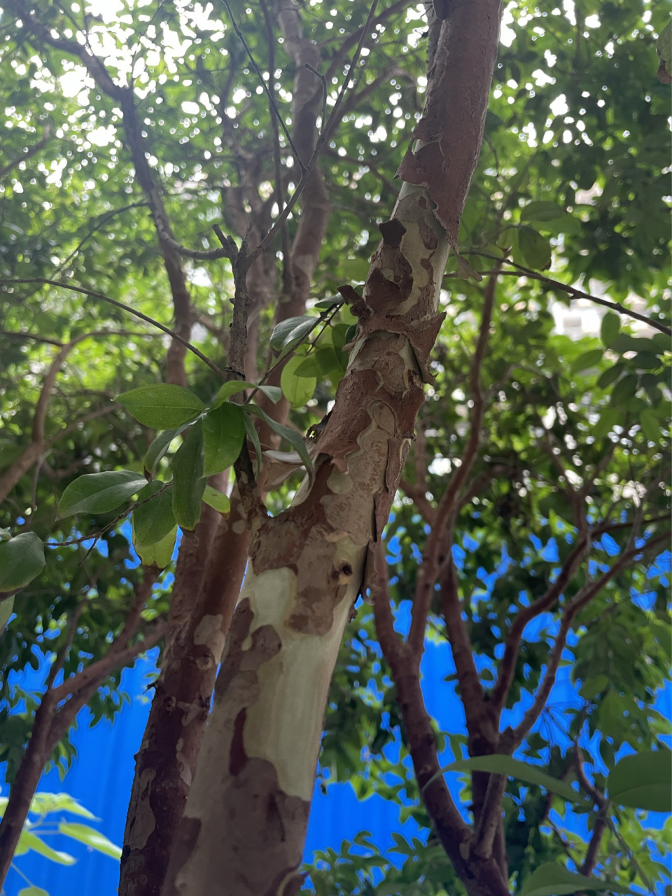 嘉宝果树的新一轮开花前期 听说,嘉宝果开花前会脱皮,今天惊喜发现这