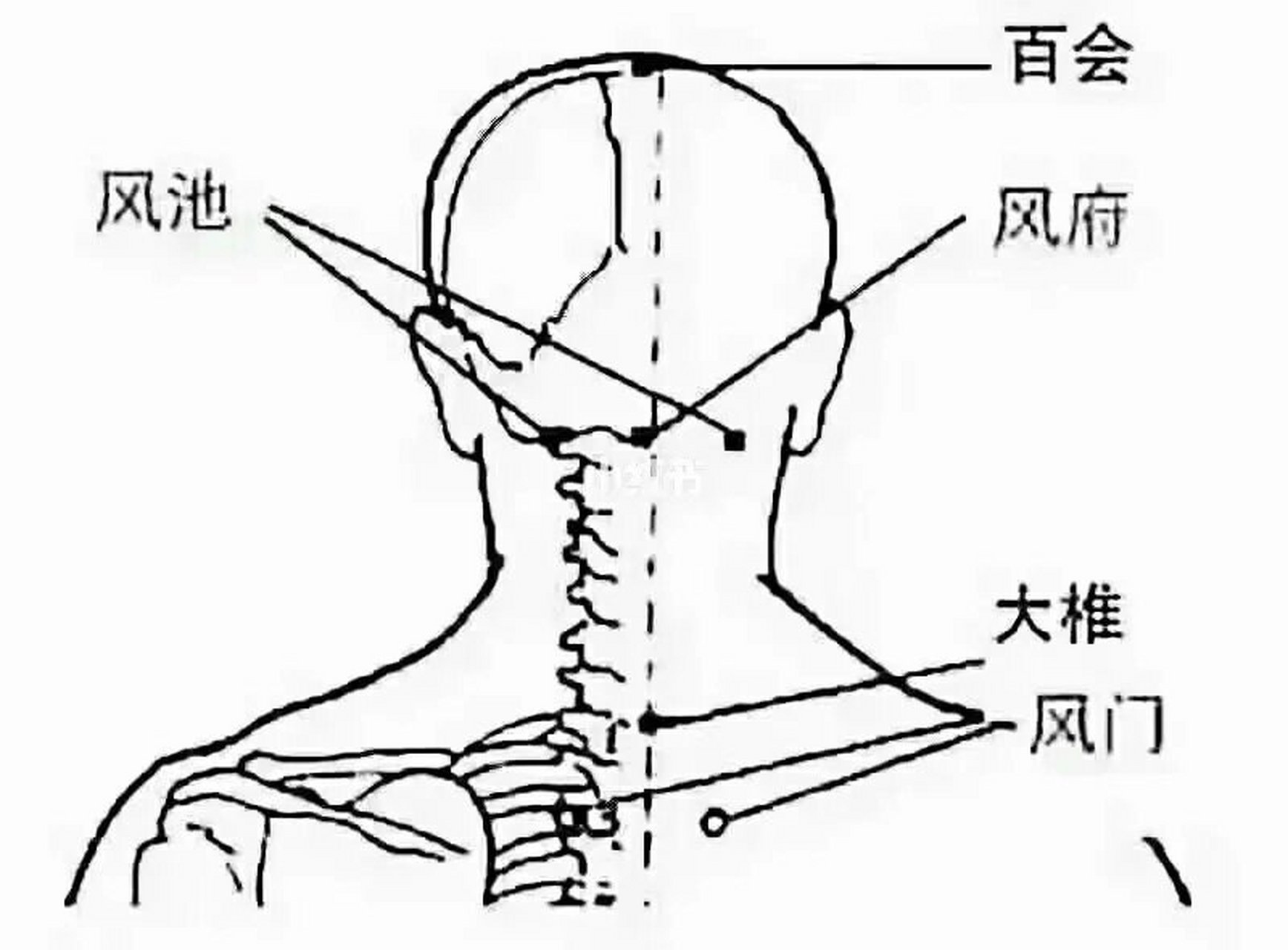 风池和高骨准确位置图图片