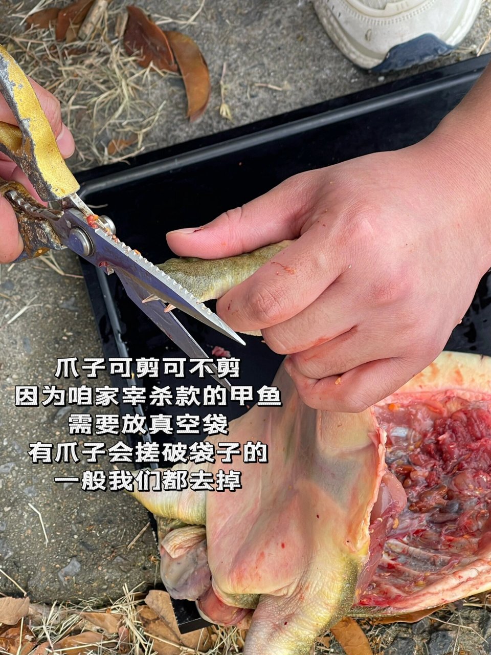 超详细的甲鱼宰杀教程07 16615宰杀放血 在脖子部位划一刀,将