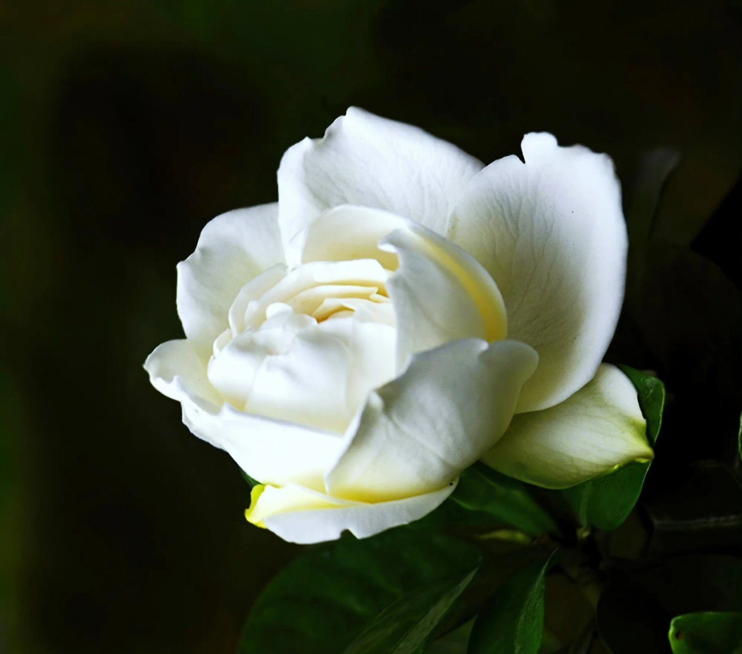 栀子花代表着惊喜,坚强,永恒的爱和永远守候,是夏天馈赠亲朋好友的