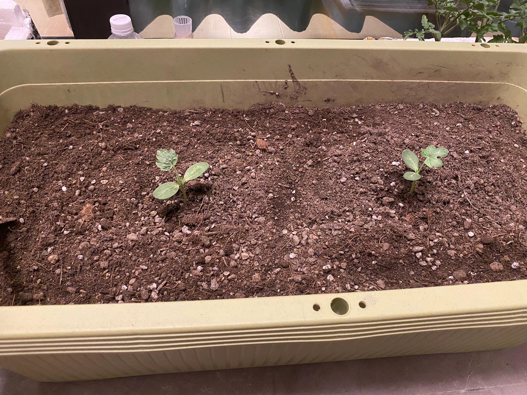 求大神解答,我的西瓜苗怎么长得这么慢啊 5/13发芽 5/17第一片叶子露