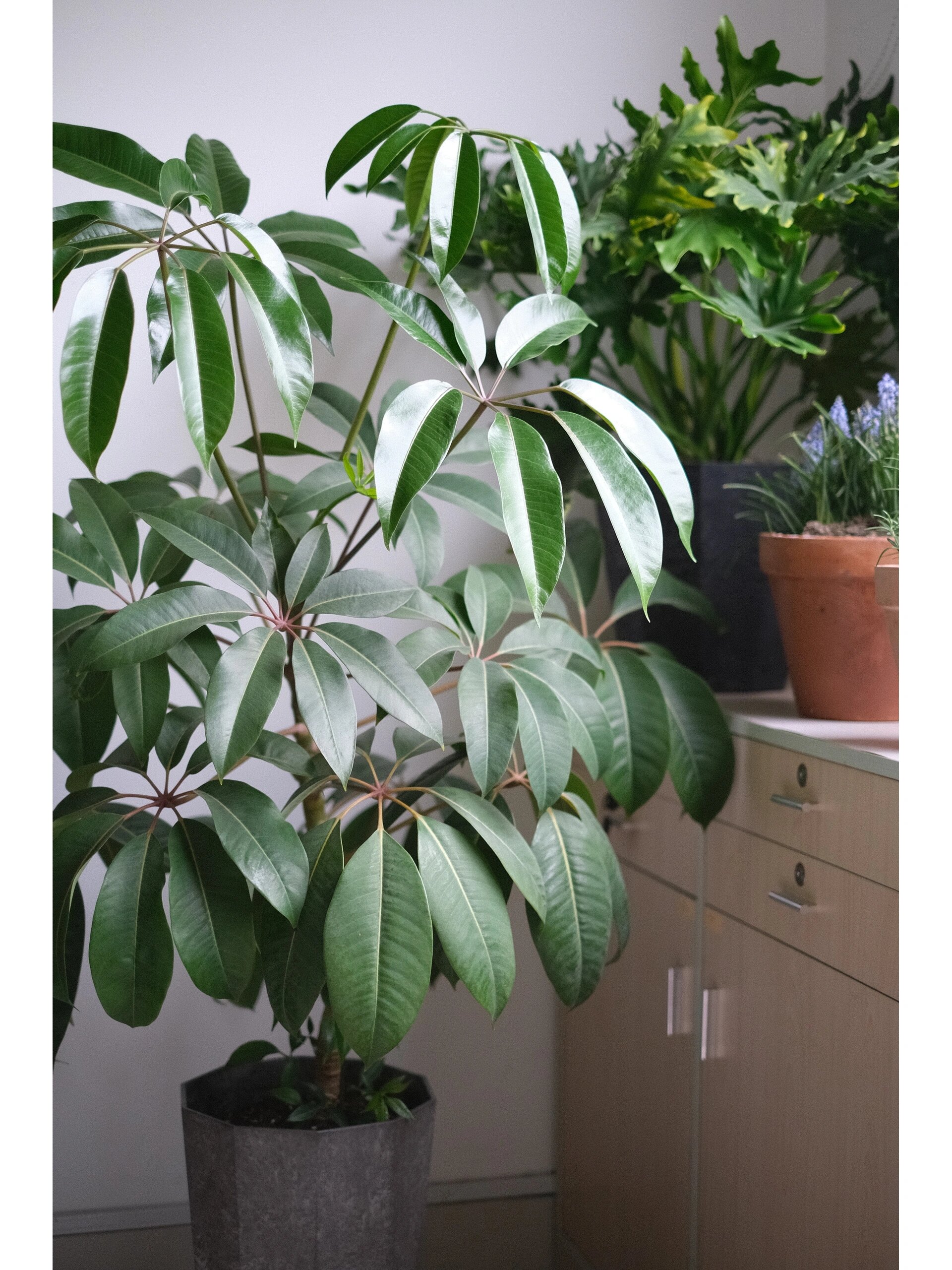 日本大叶伞的繁殖之路 五年前购买的小苗长成了一棵树 分支小叶子扦插